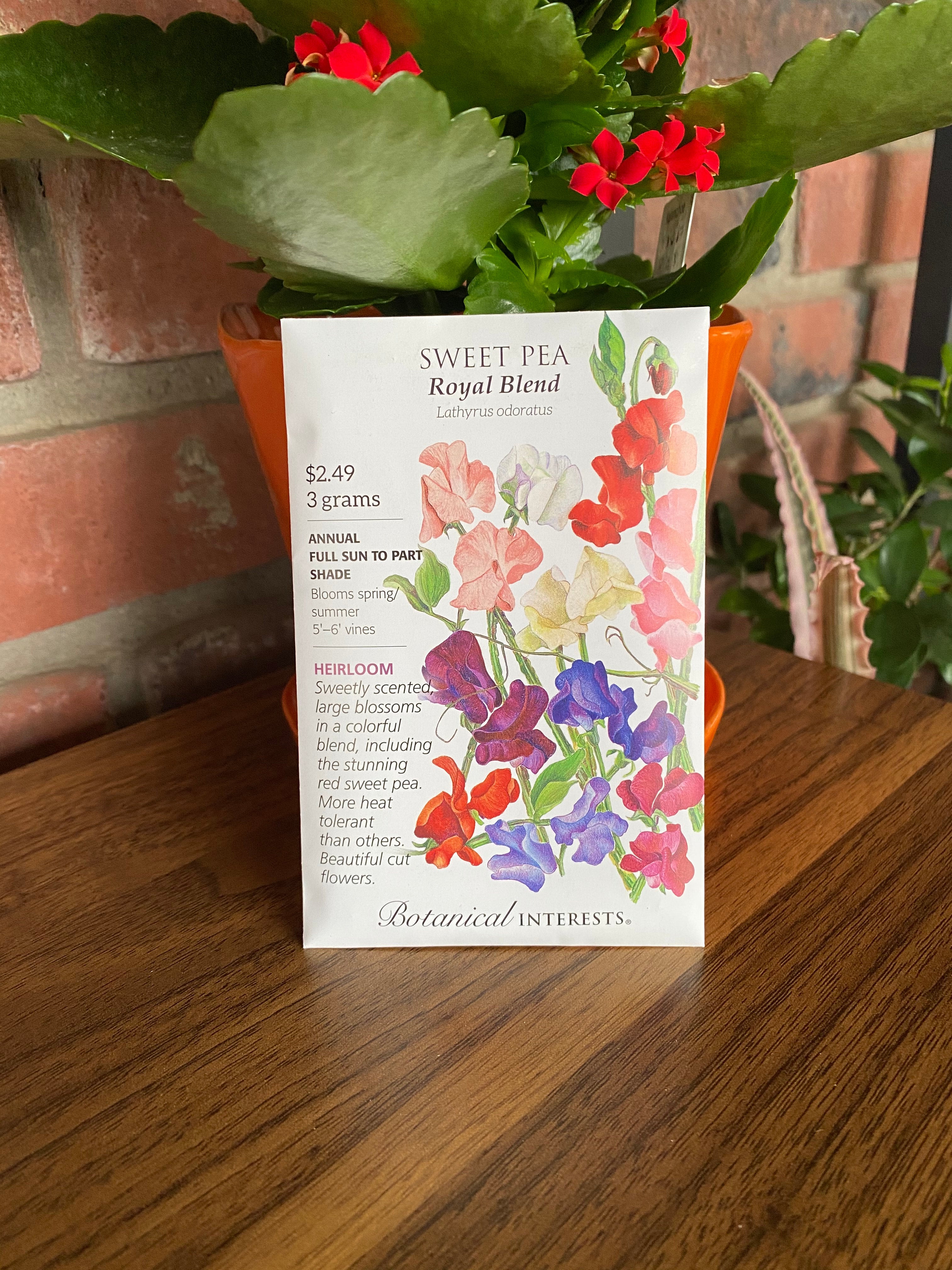 Sweet Pea, Royal Blend