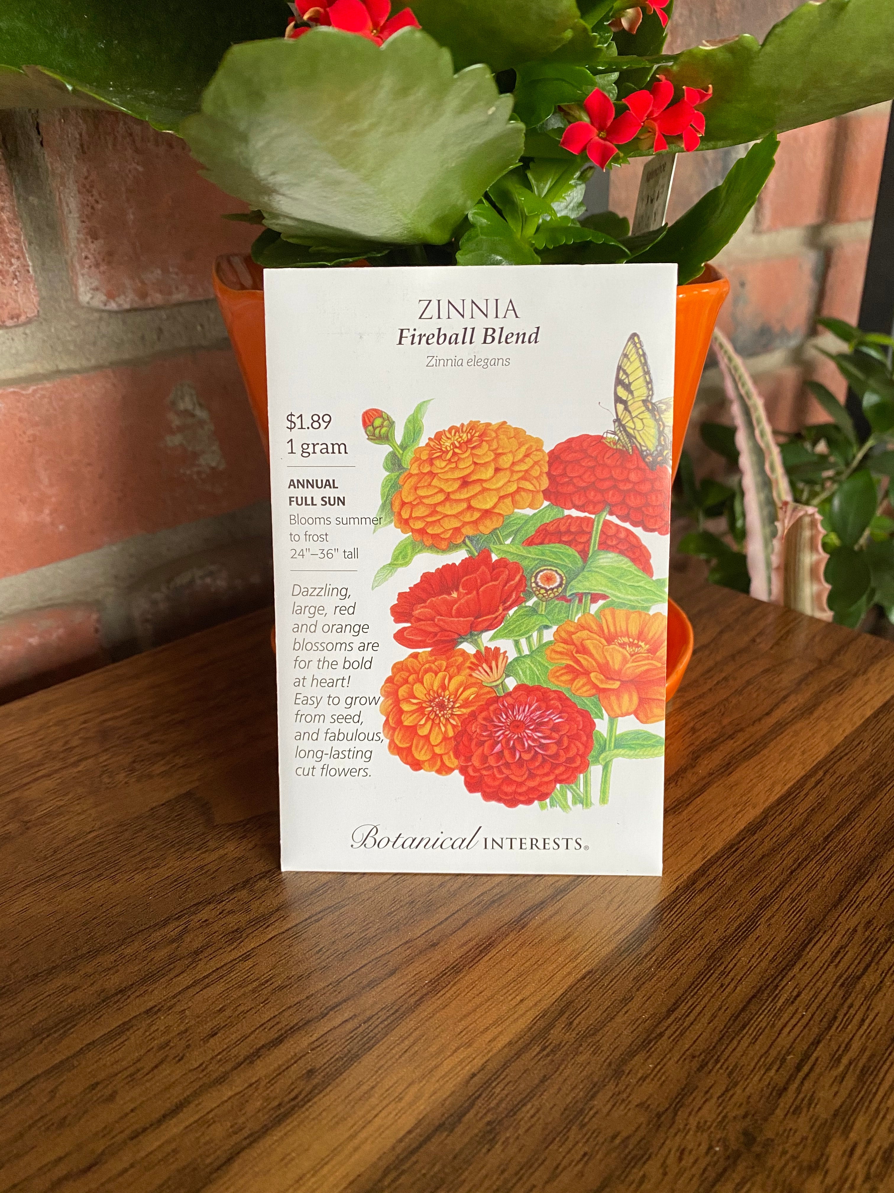 Zinnia Fireball Blend