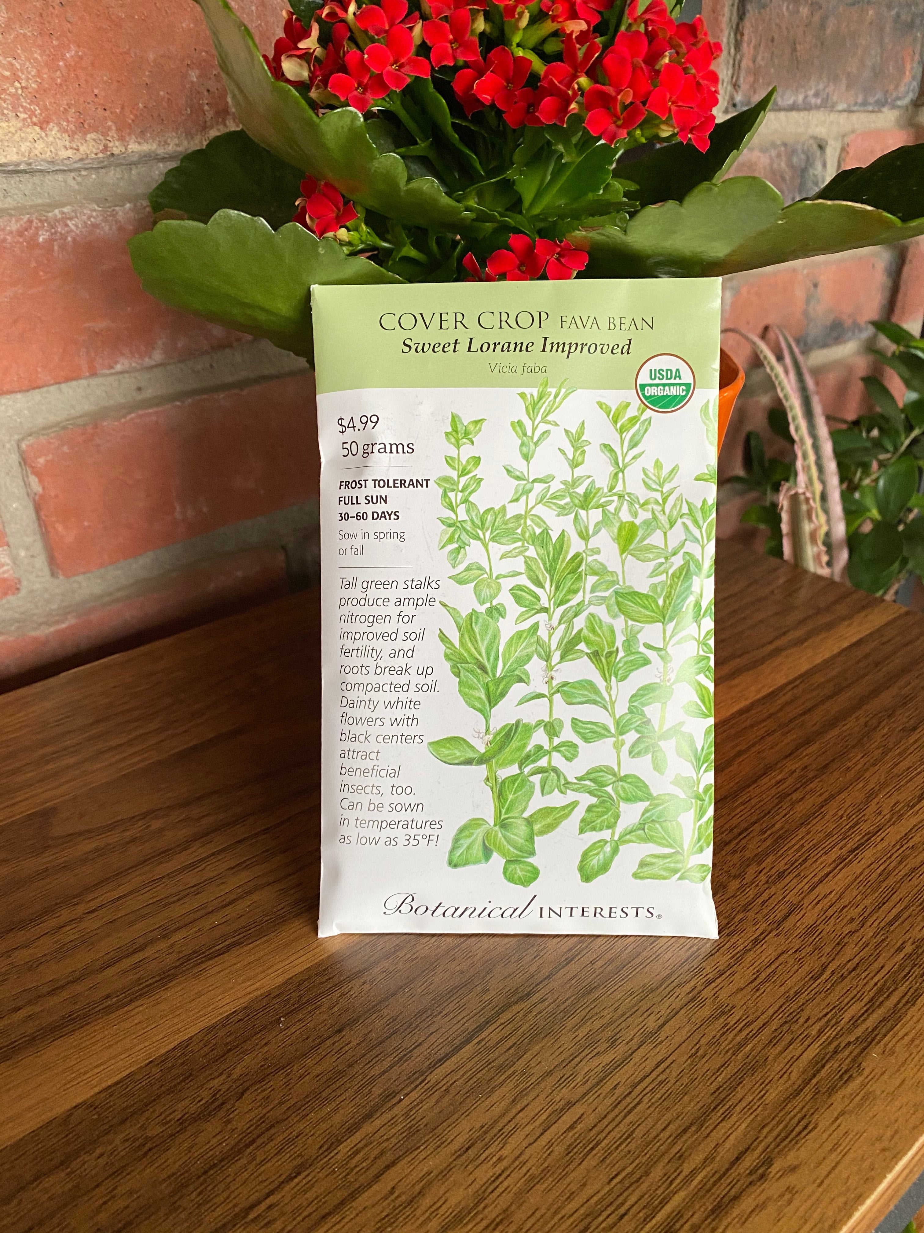 Cover Crop - Fava Bean 'sweet Lorane Improved'