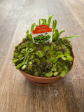 Carnivorous Plants