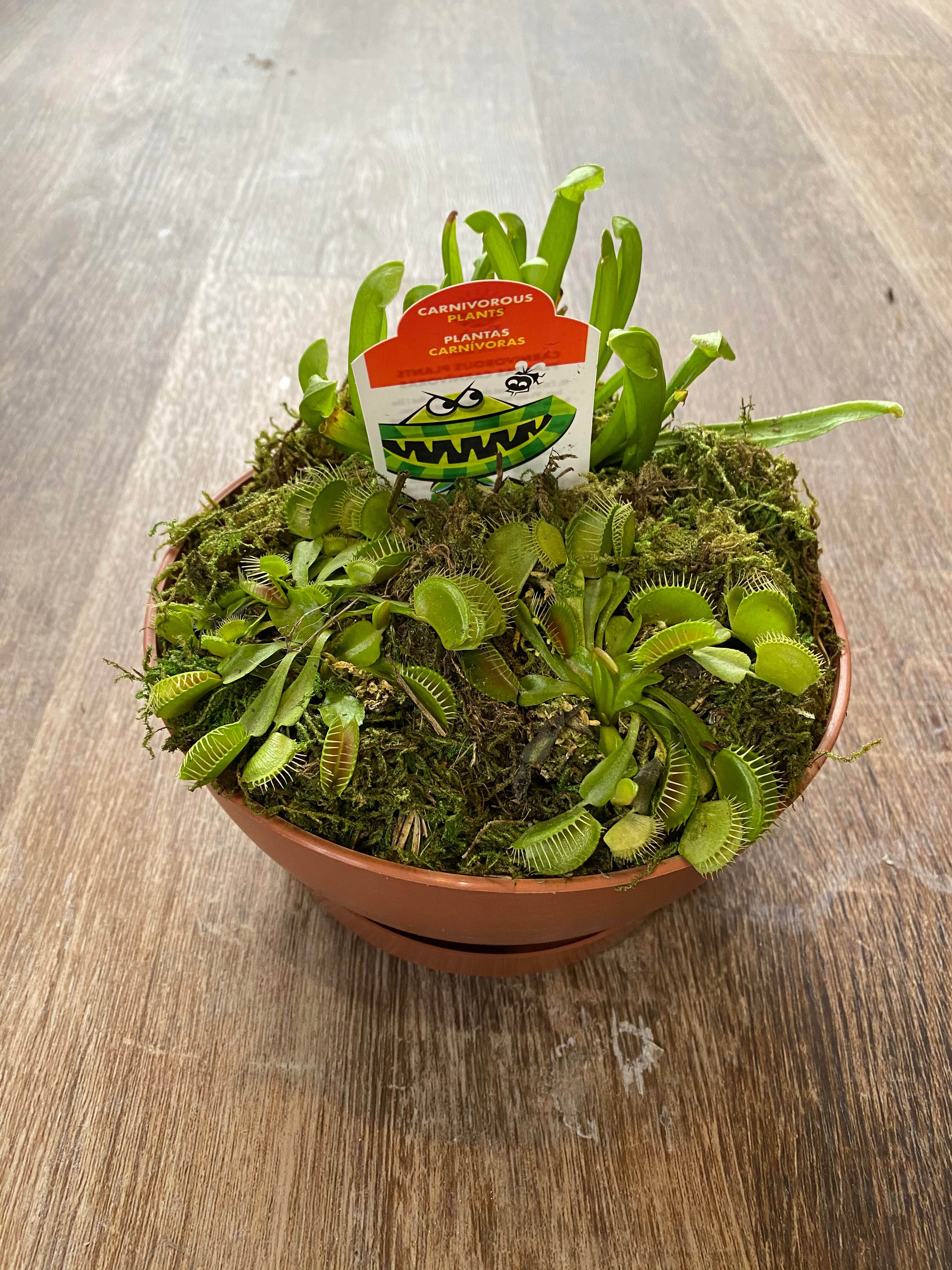 Carnivorous Plants