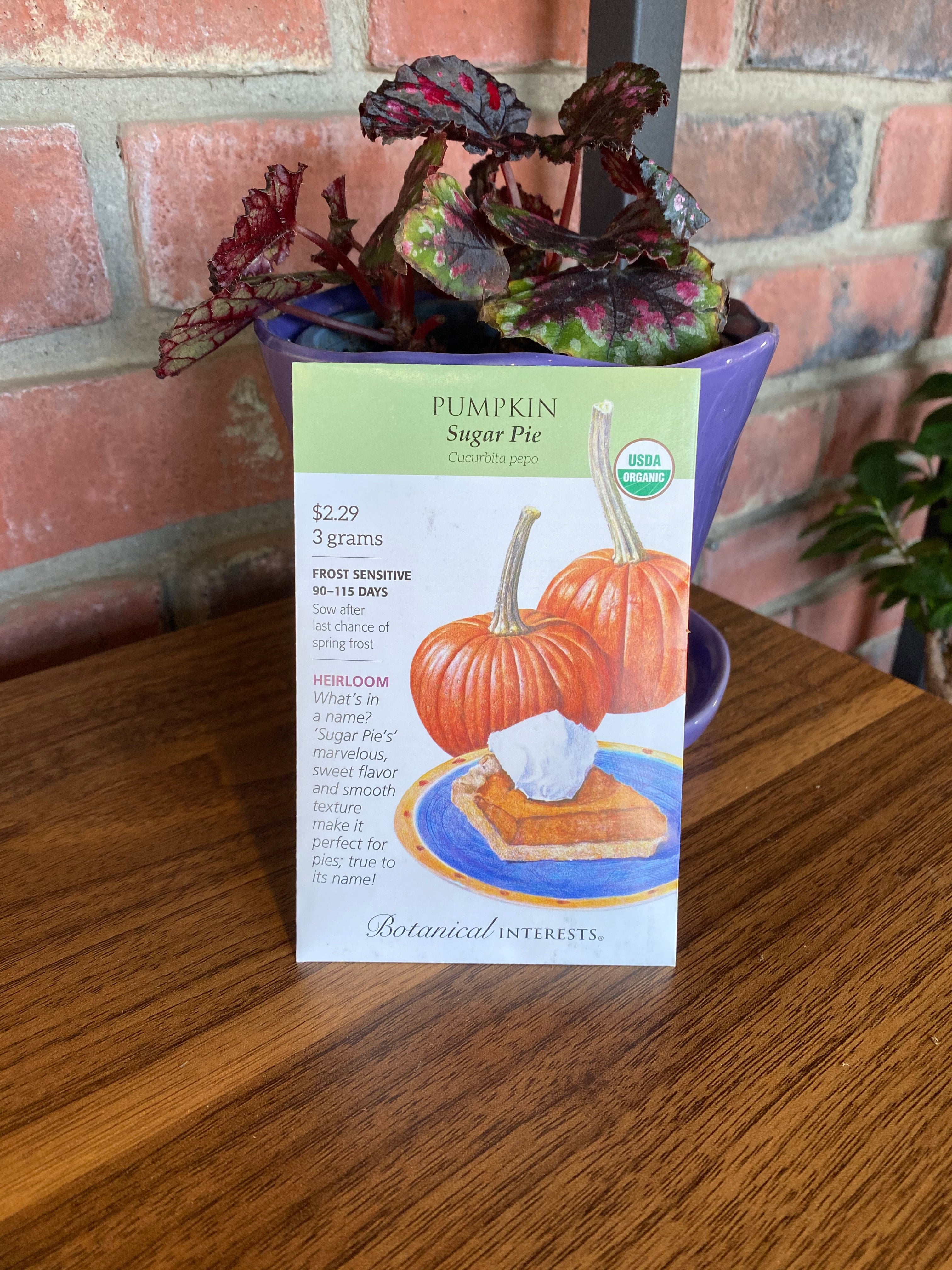 Pumpkin Sugar Pie Organic