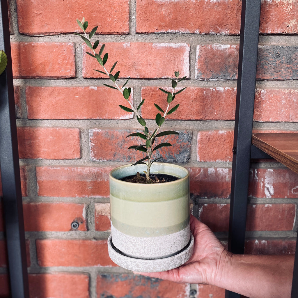 Olive Tree - 4"