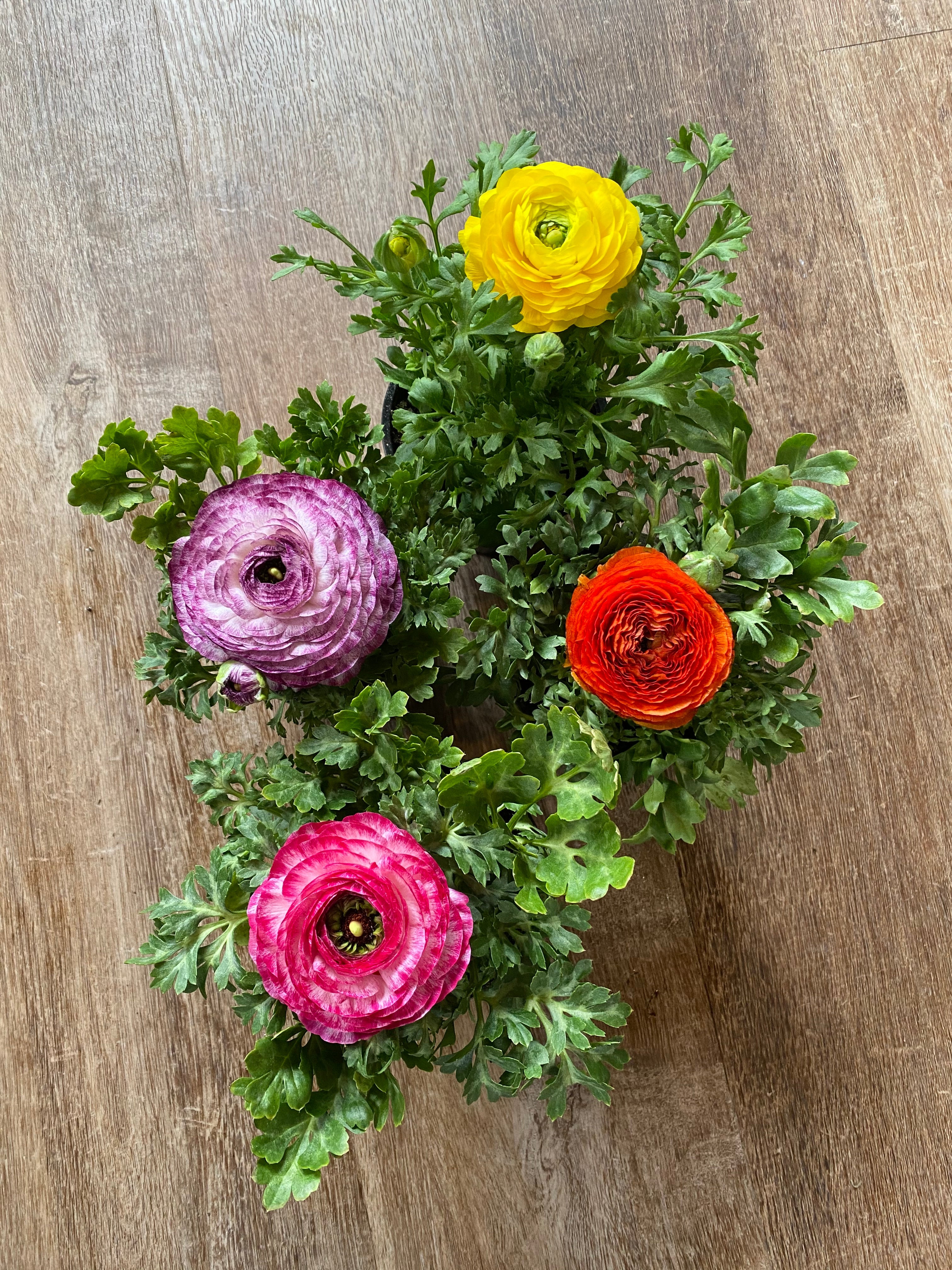 Ranunculus