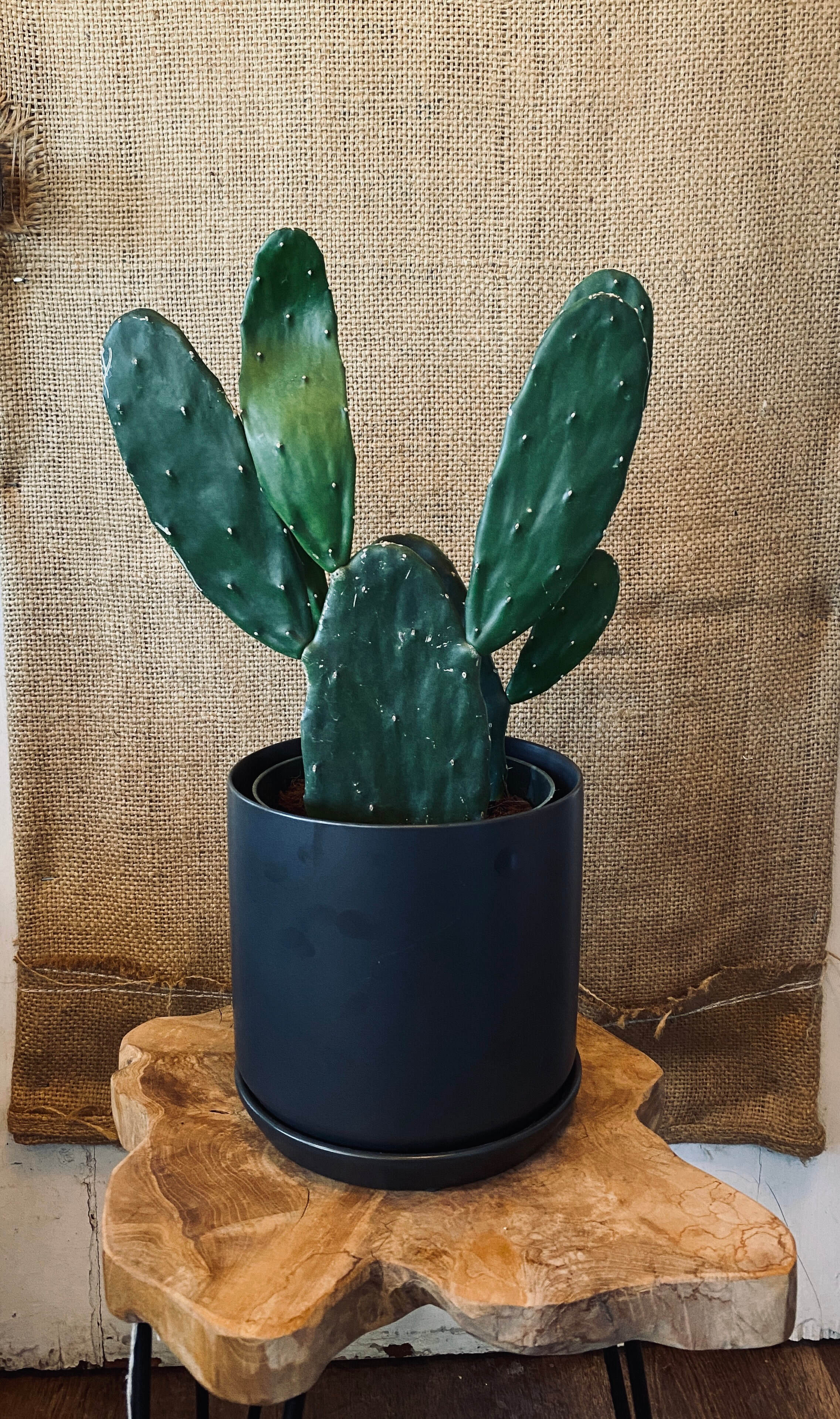 Cactus 6" - Prickly Pear - 6"