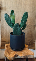 Cactus 6" - Cowboy