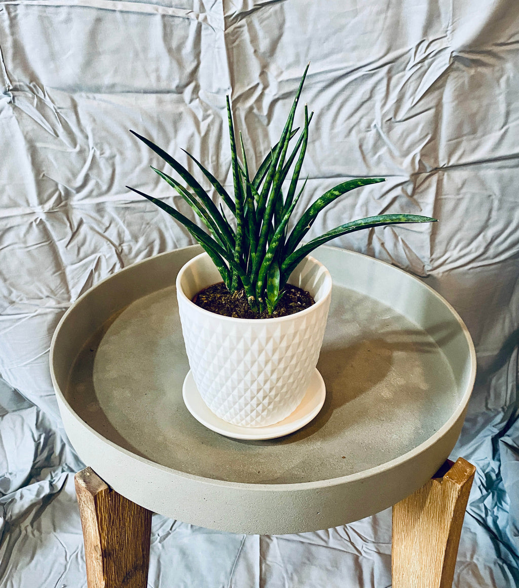 Sansevieria Species Small Pots - 4" Cylindrica
