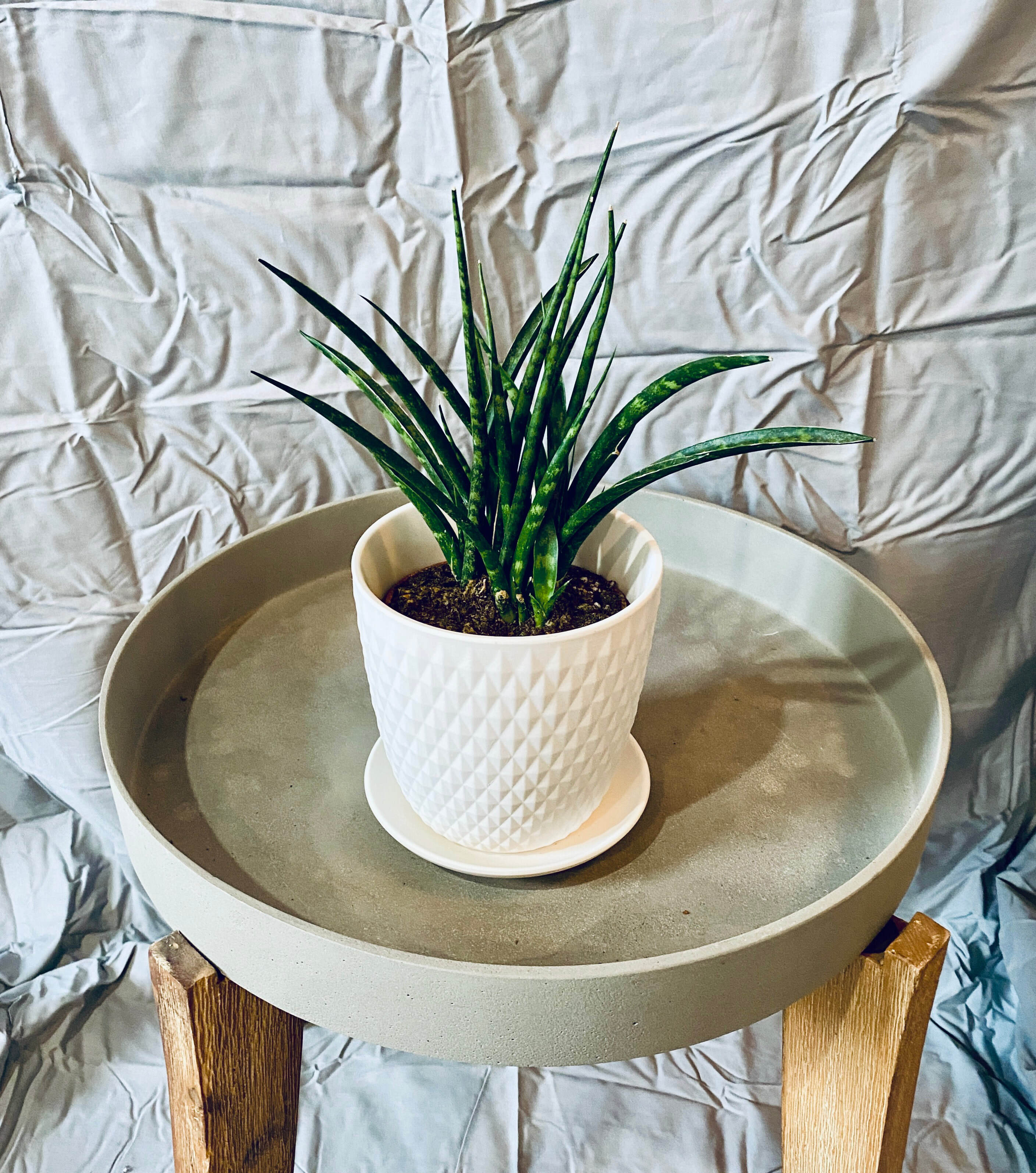 Sansevieria Species Small Pots - 5" Hahnii