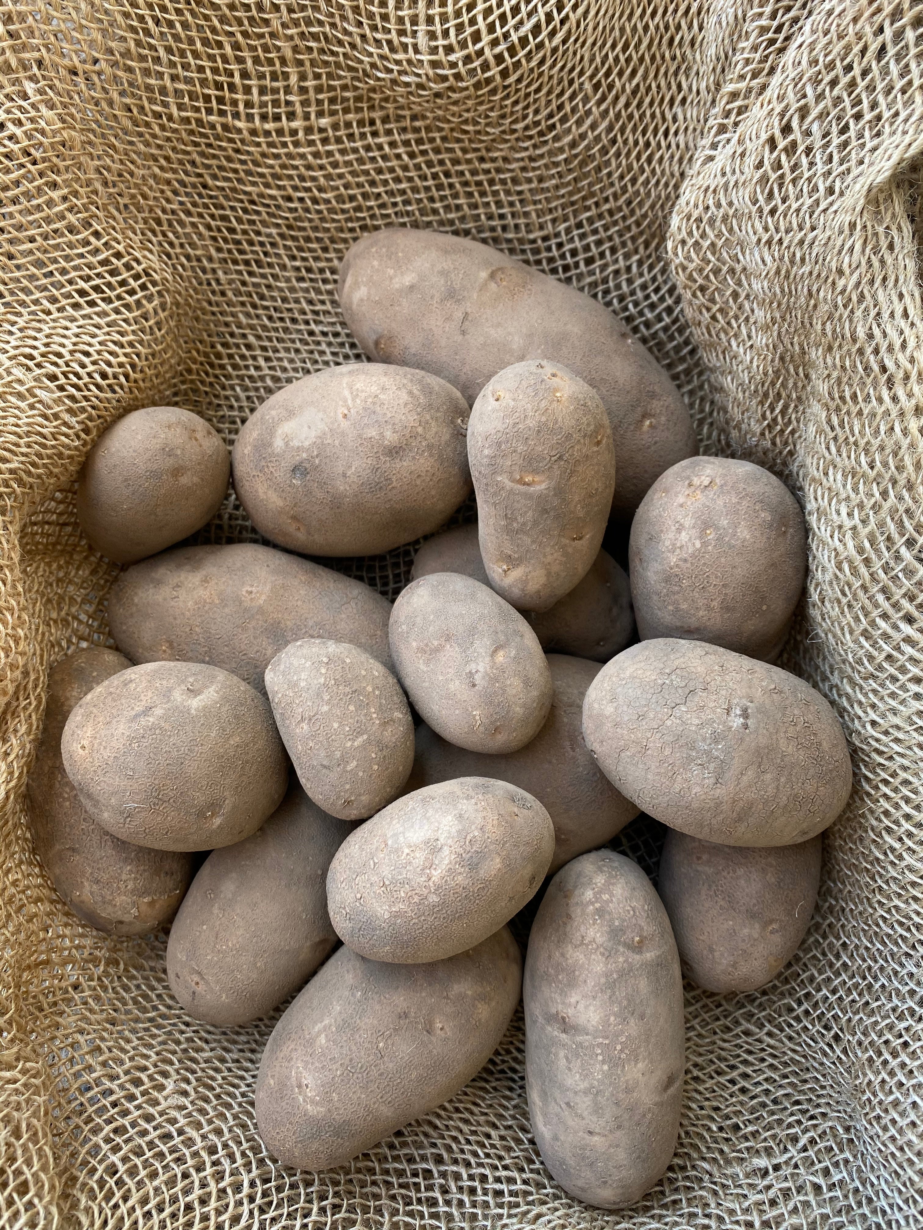 Goldrush Russet Organic Seed Potato