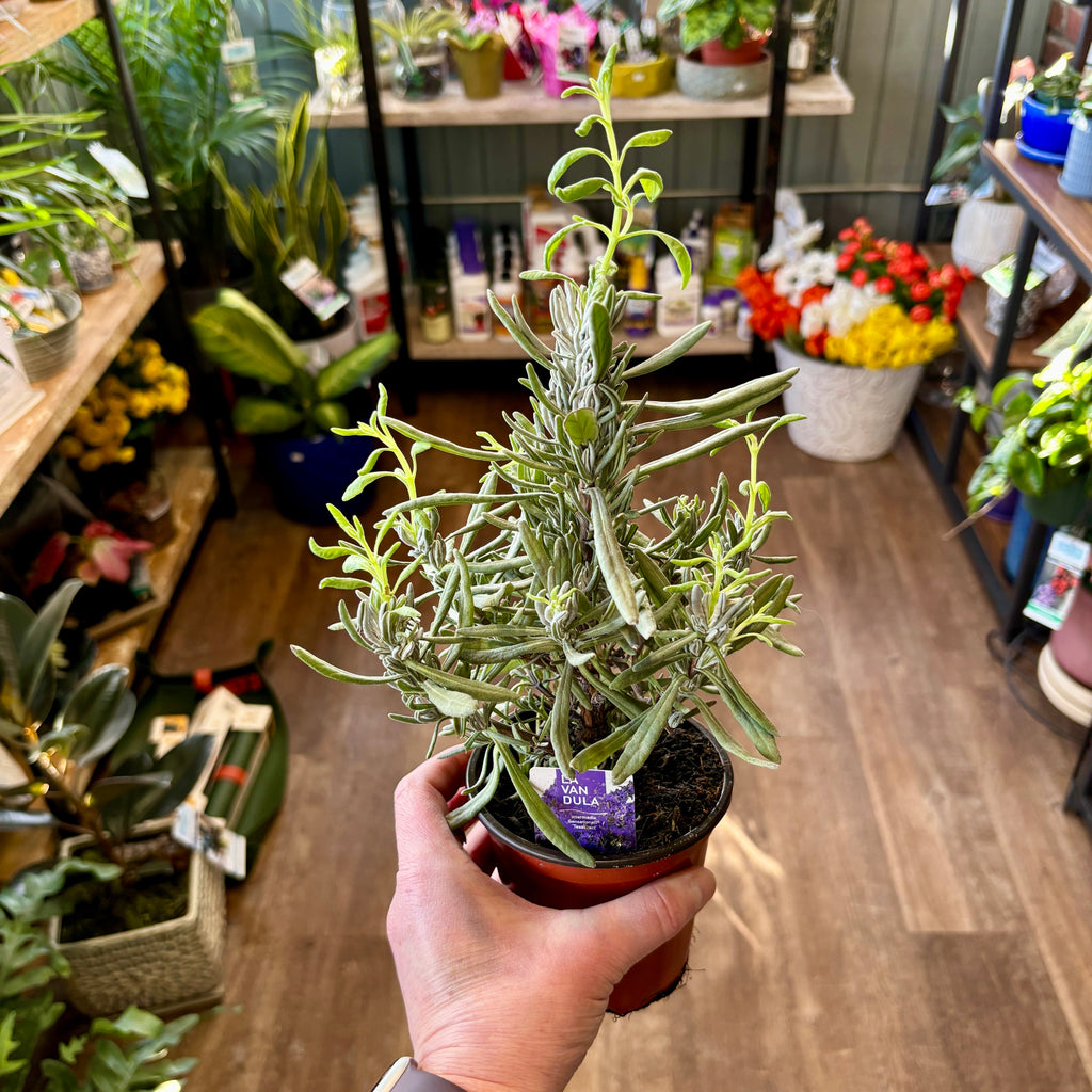 Lavandula Angustifolia Intermedia Sensationall 'Tesseract' 4"