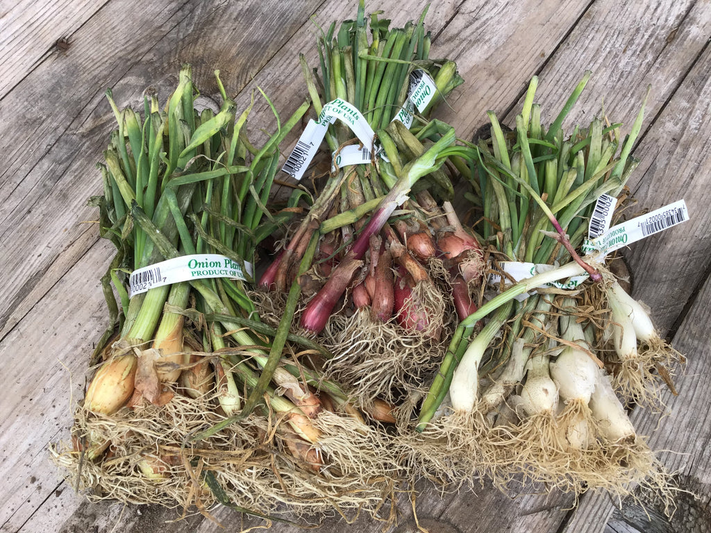 Onion Bulbs - Michigan White, Yellow or Red