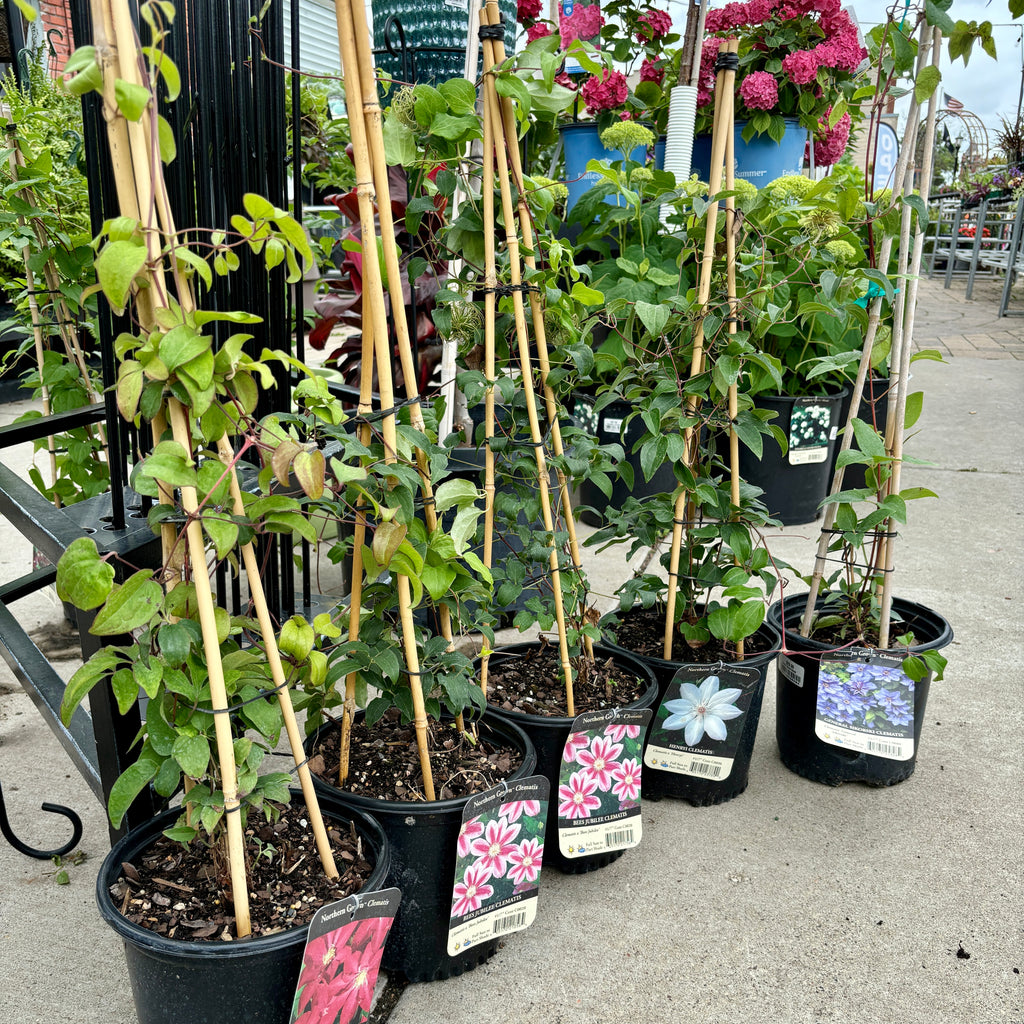 Clematis - Fireworks