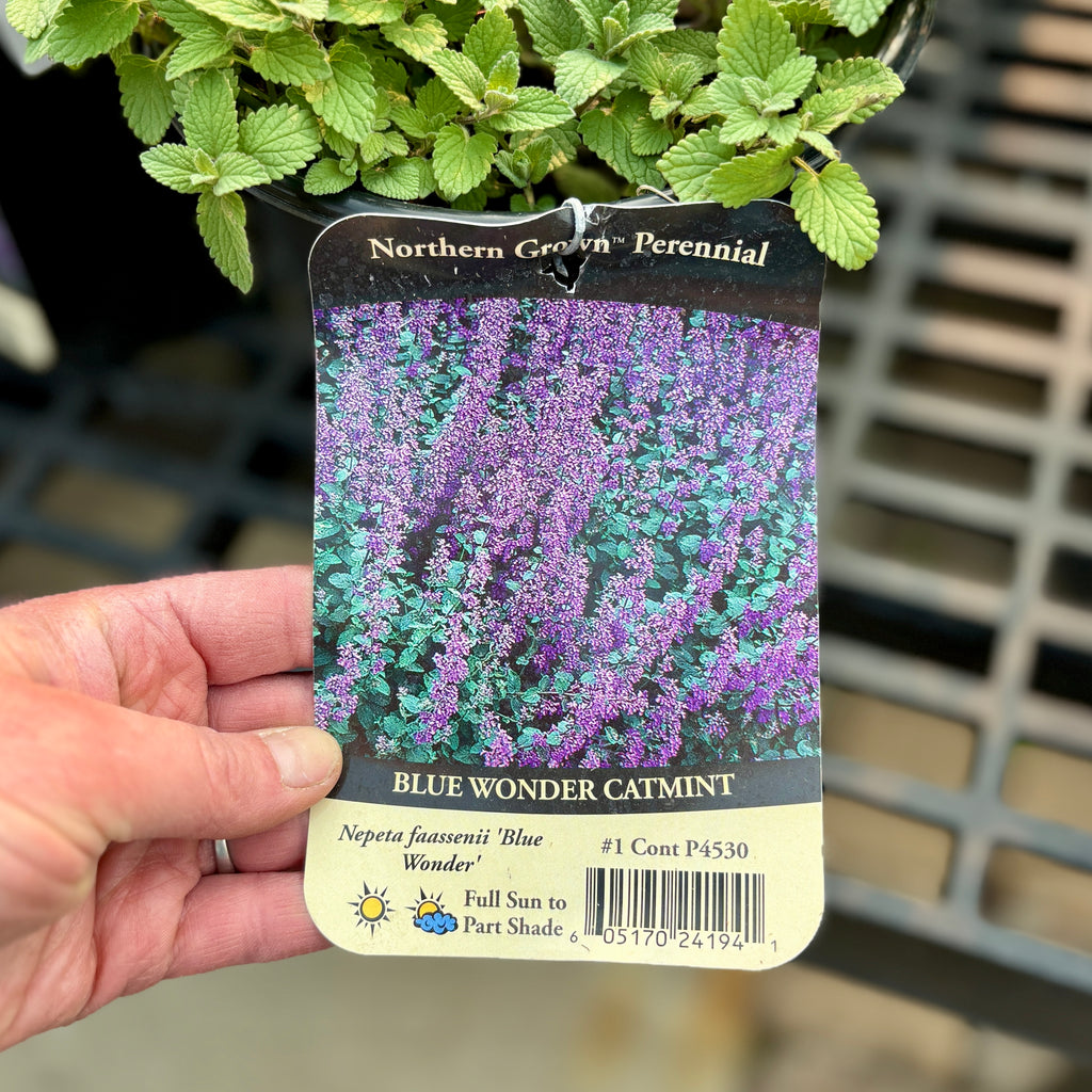 Nepeta/Catmint - Purrsian Blue