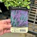 Nepeta/Catmint - Purrsian Blue