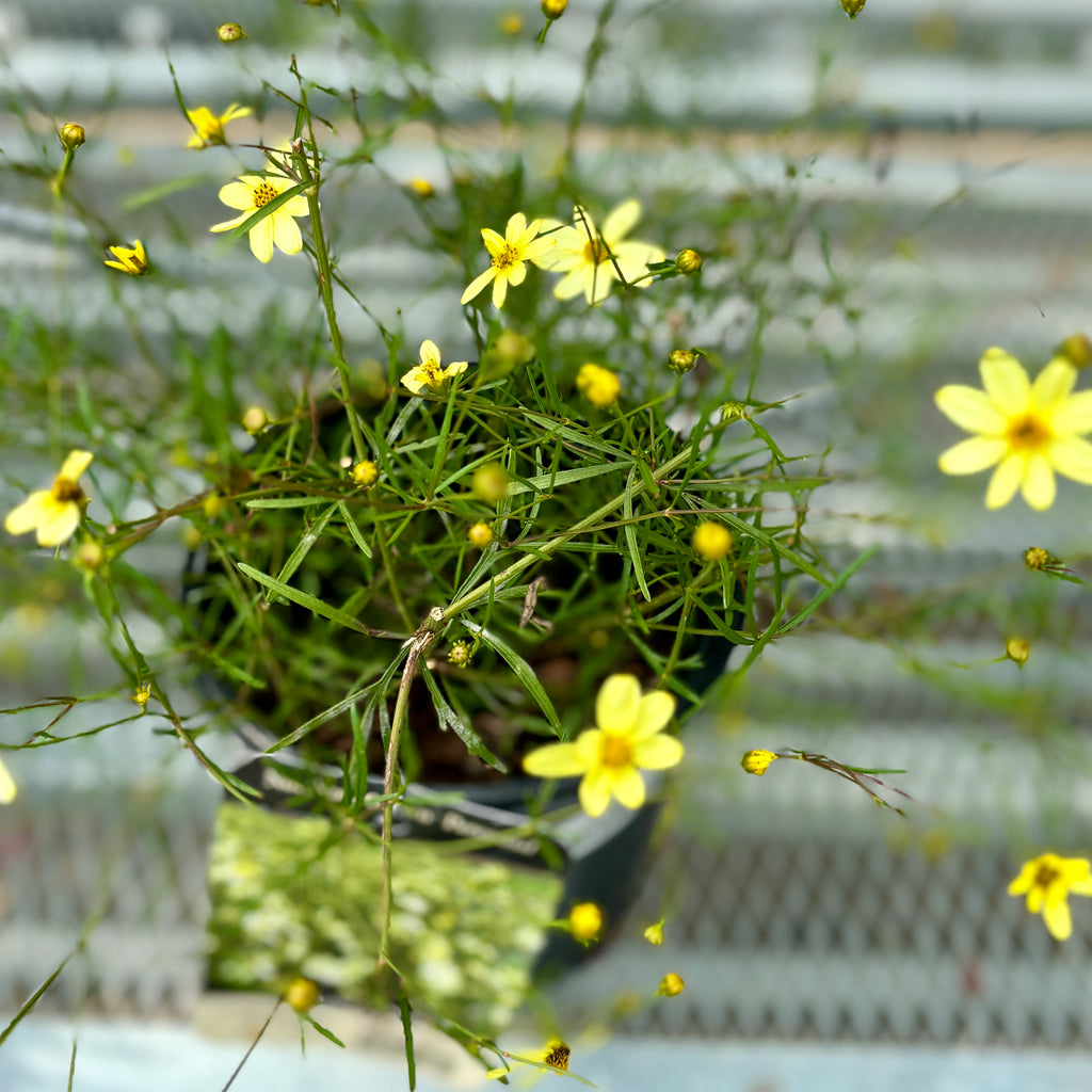 Coreopsis Moonbeam #1 Gal. - Moonbeam #1