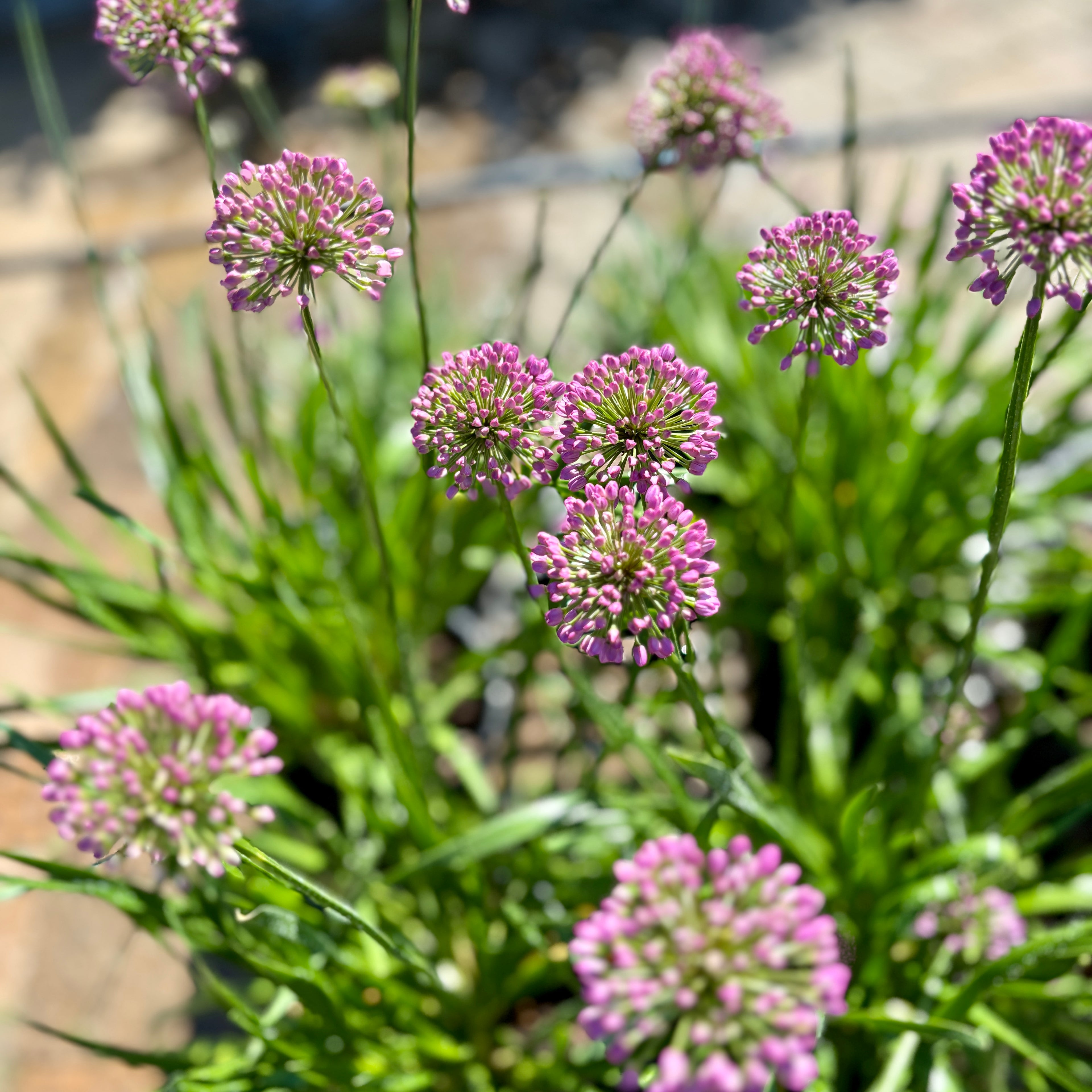 Allium - Millenium