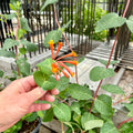 Lonicera Honeysuckle - Mandarin
