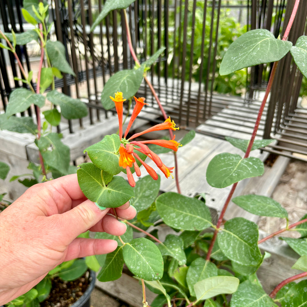 Lonicera Honeysuckle - Dropmore Scarlet