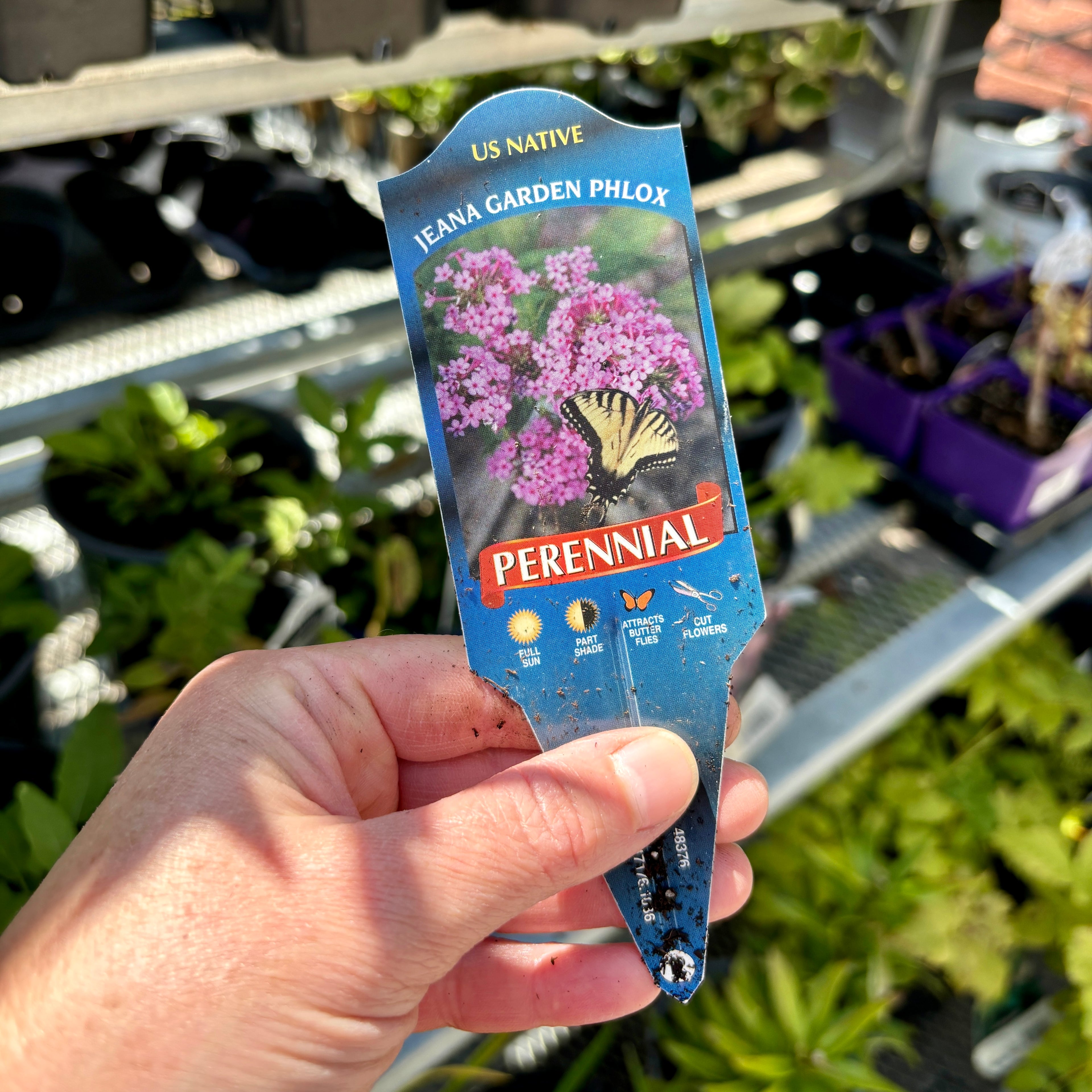 Phlox - Super Ka-Pow Coral