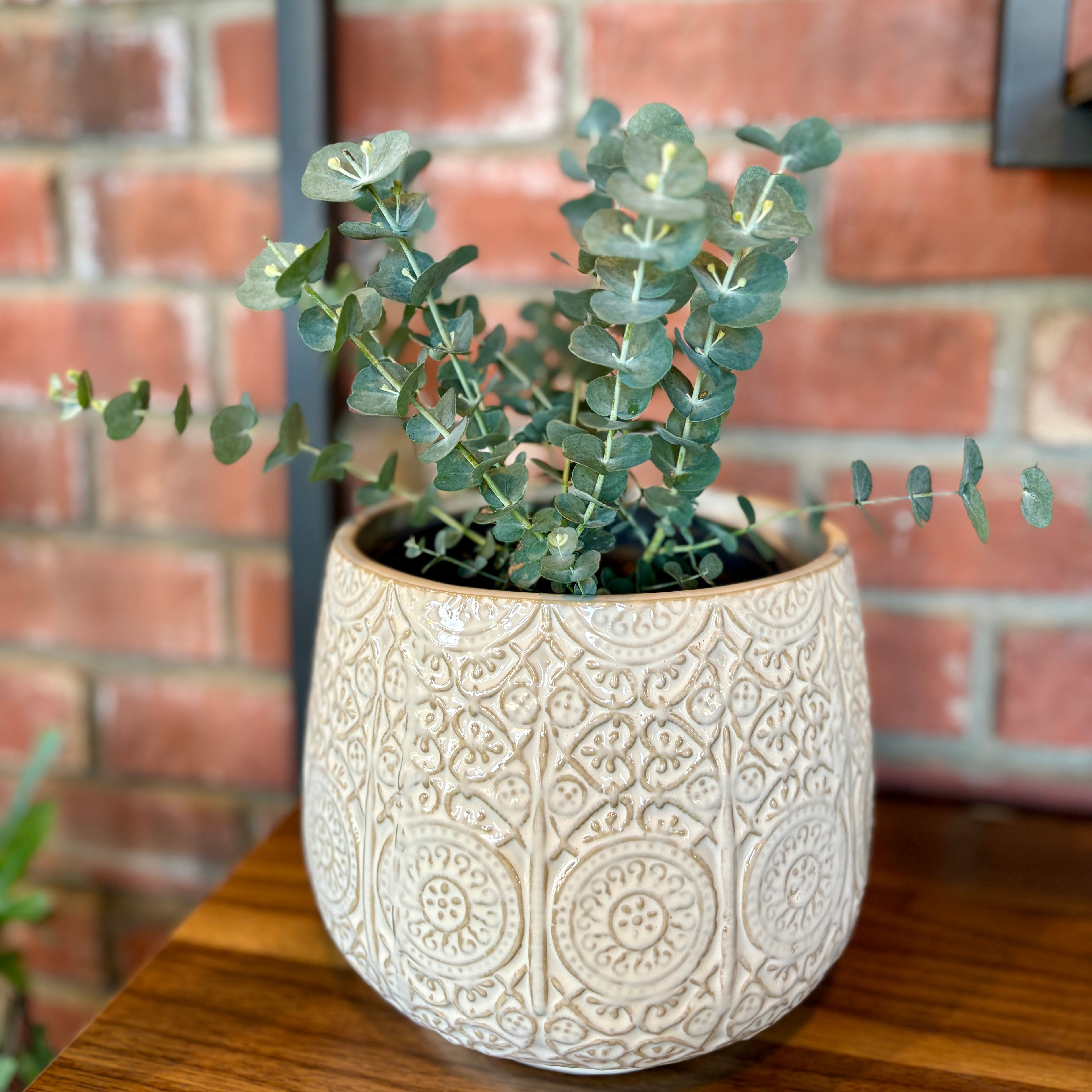 Eucalyptus 6"