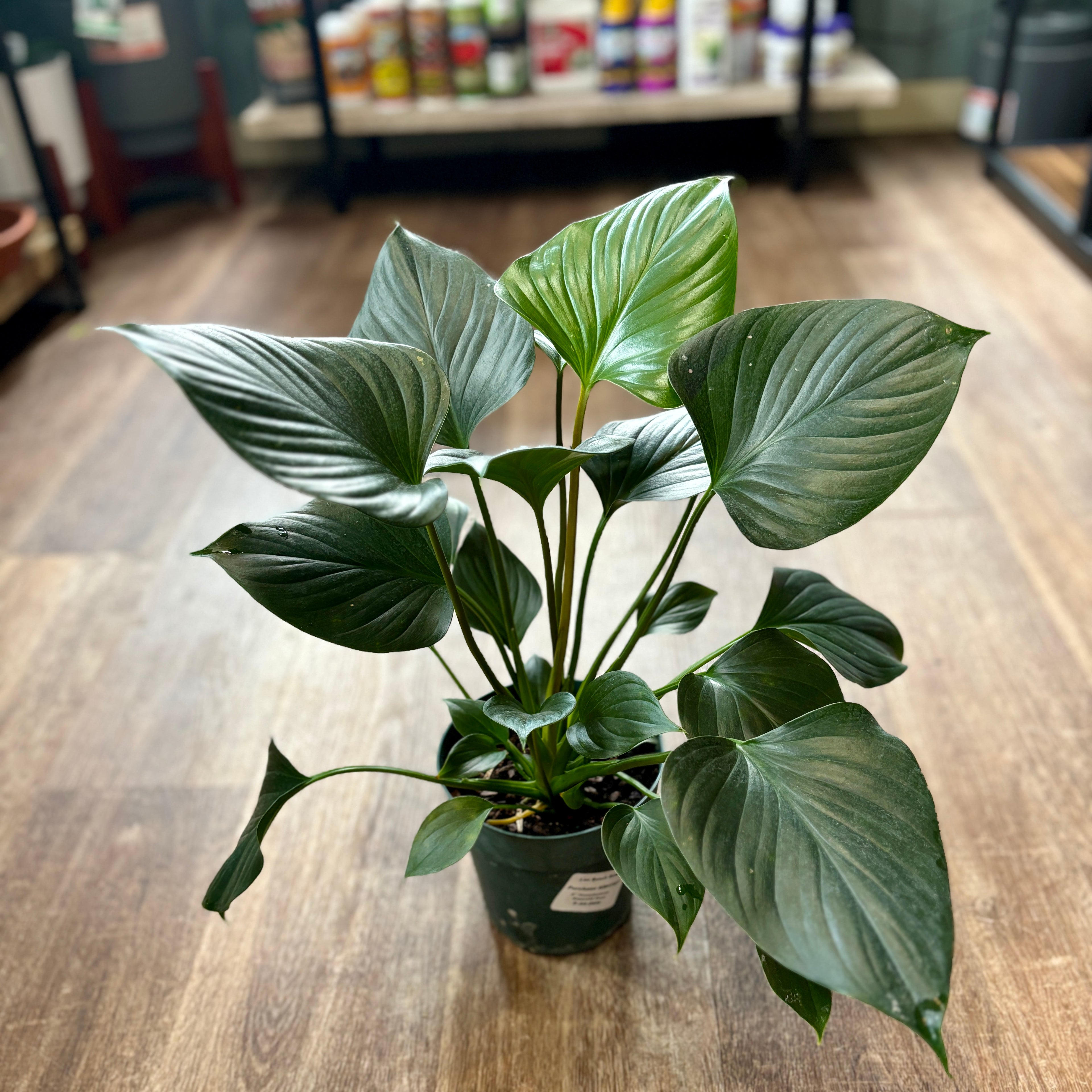 Homalomena Emerald Gem 6"