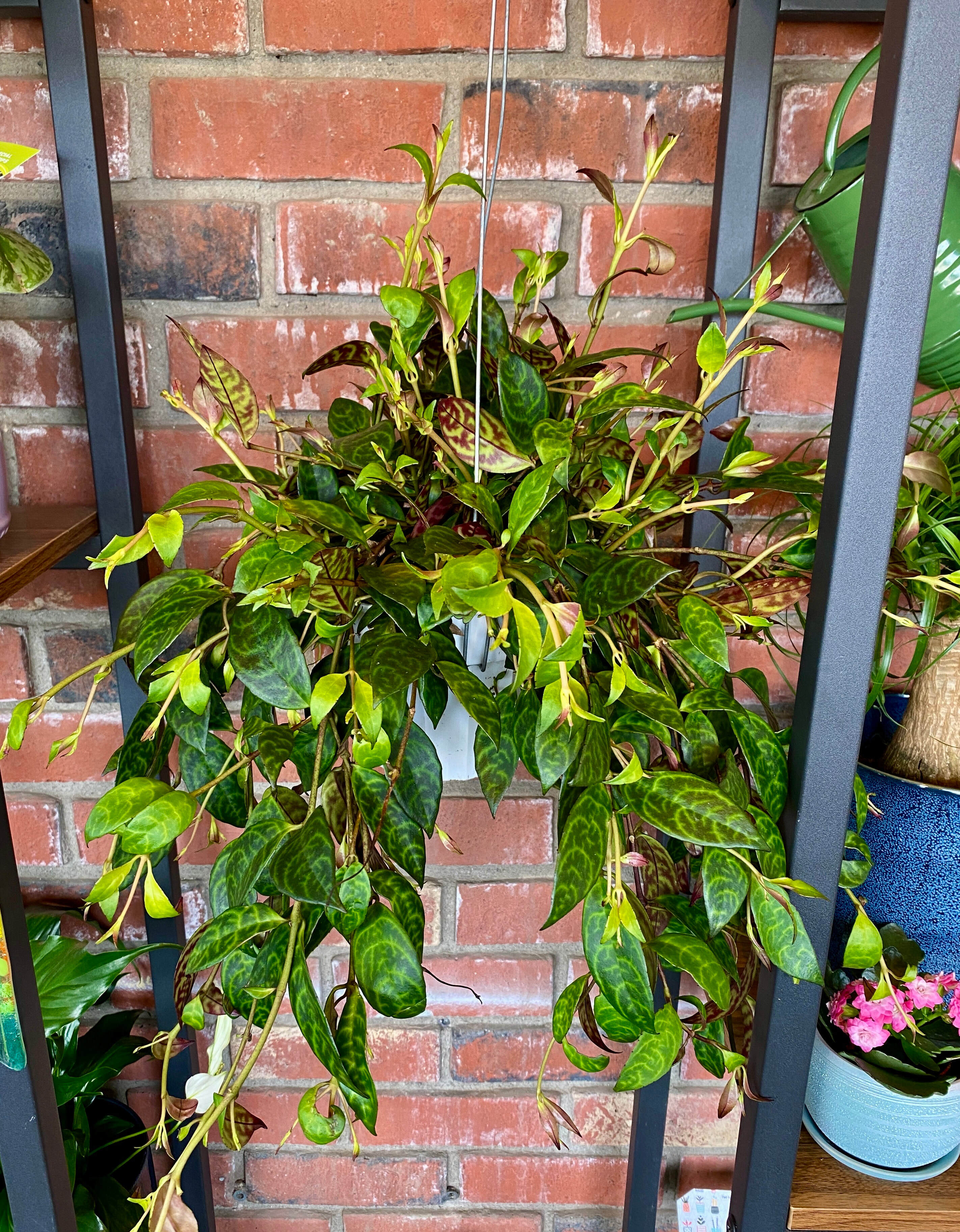 Lipstick Plant - 4.5" Zebra HB