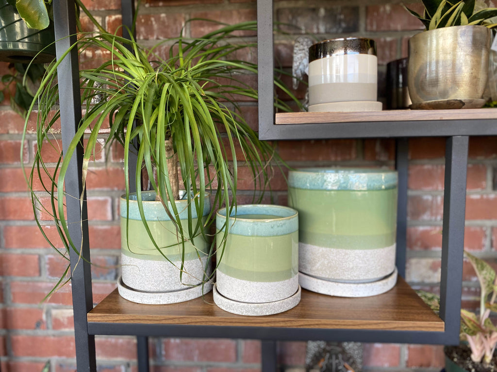 Chive Minute Green/Cement