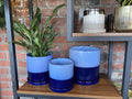 Chive Minute Cobalt Blue - 7"