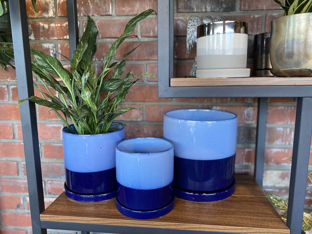 Chive Minute Cobalt Blue - 8"