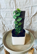 Rhaphidophora Kortalsii/Shingle Plant