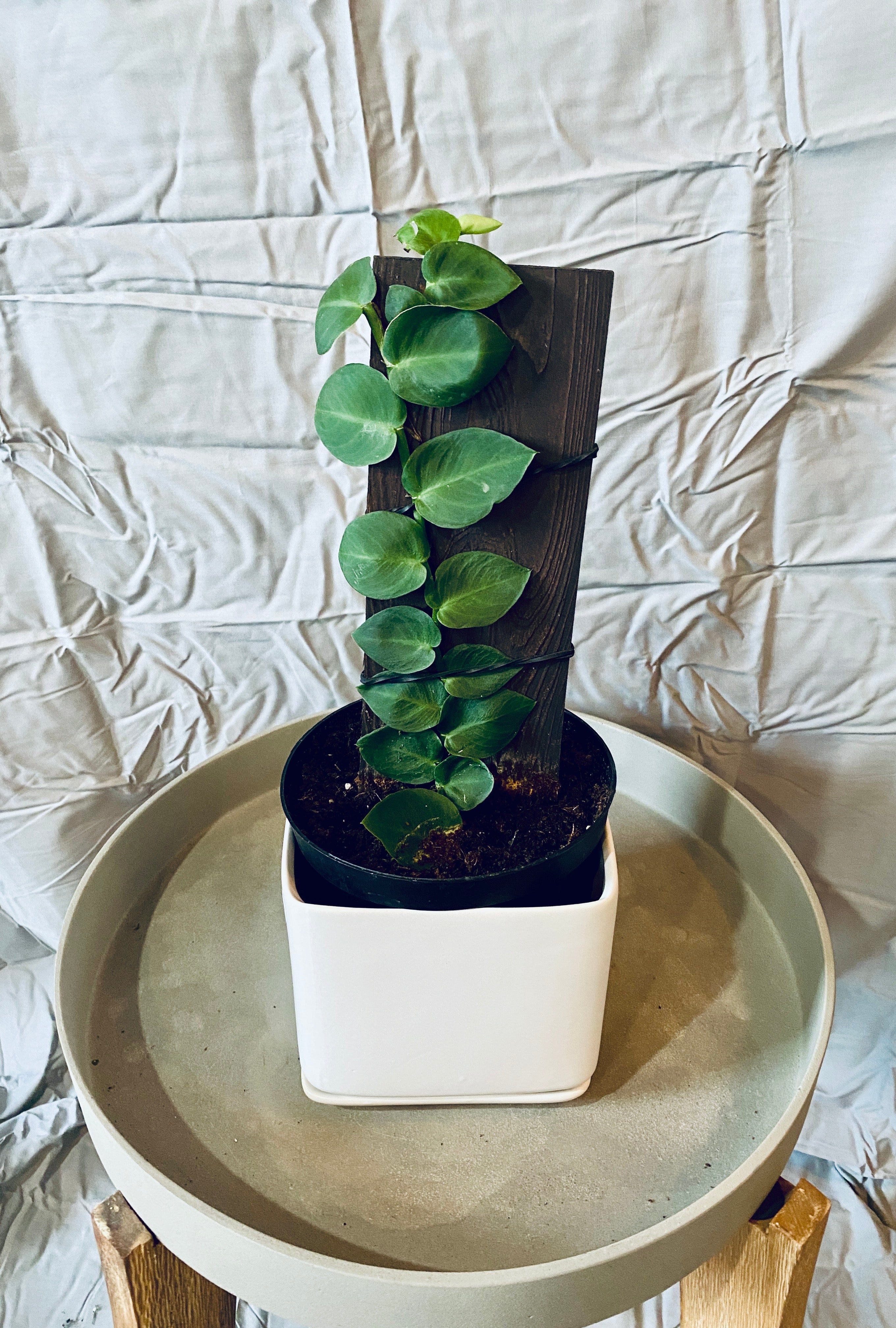 Rhaphidophora Kortalsii/Shingle Plant