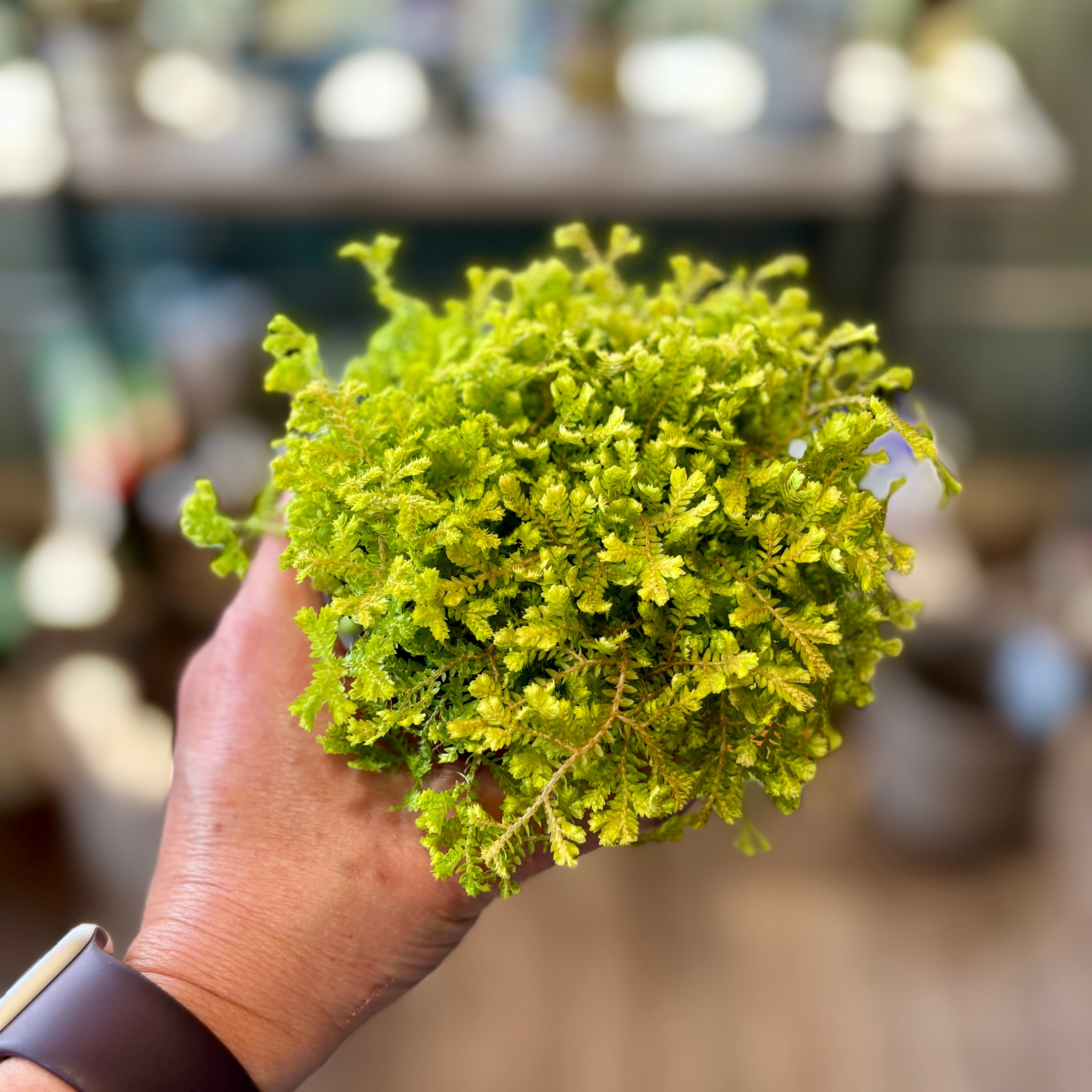 Selaginella Gold Club Moss