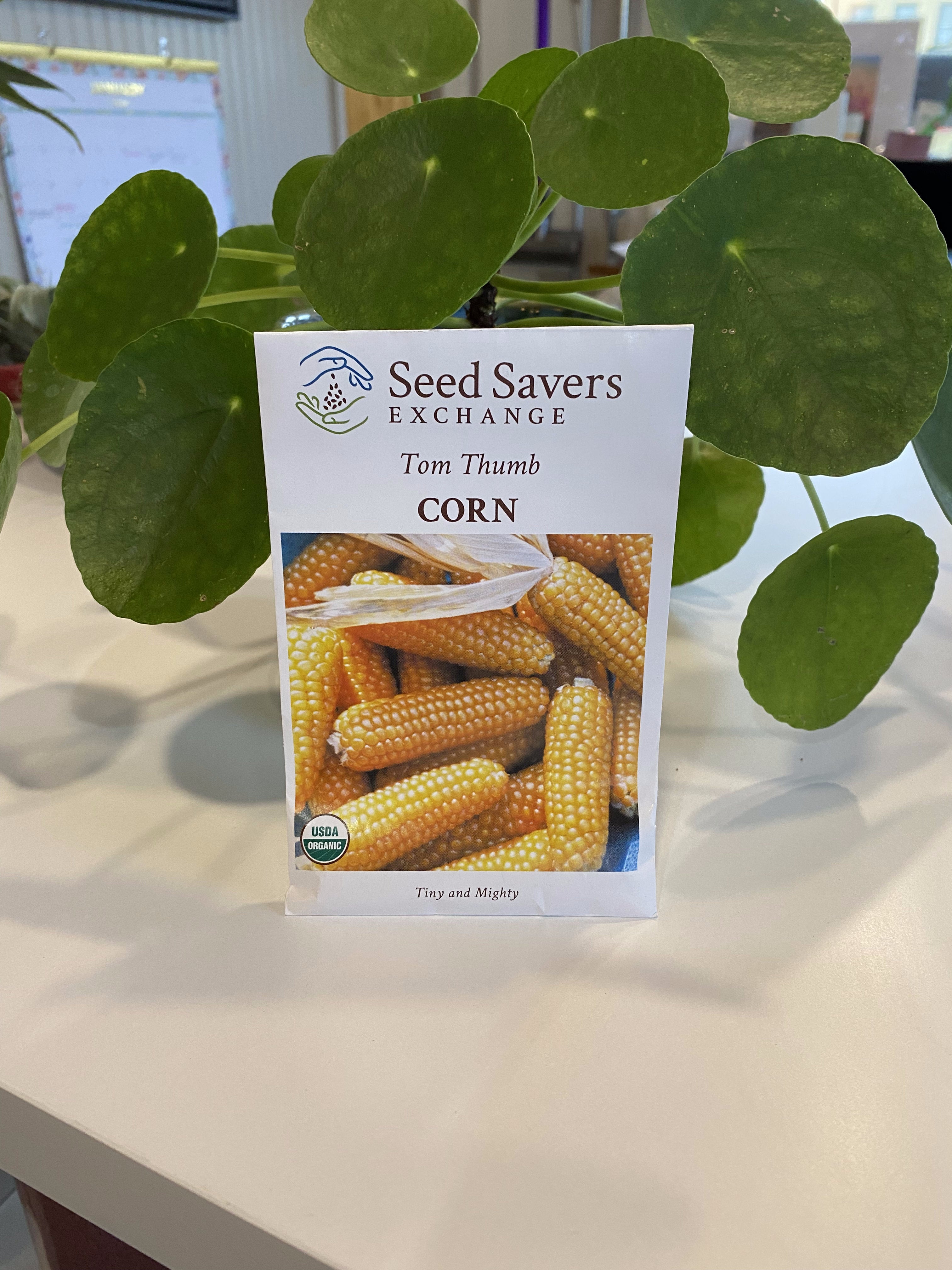 Corn Tom Thumb Popcorn