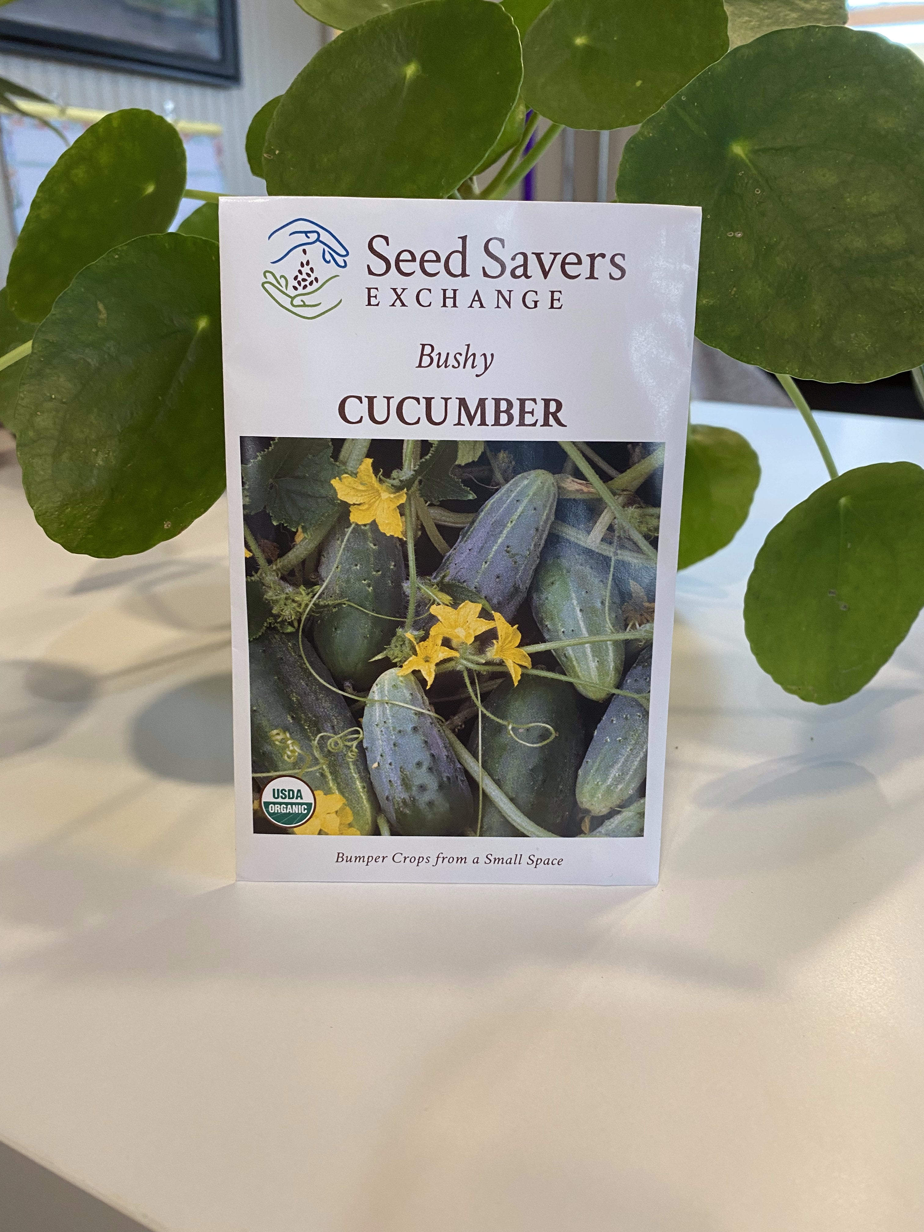 Cucumber Bushy