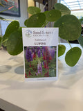 Lupine Tall Russell