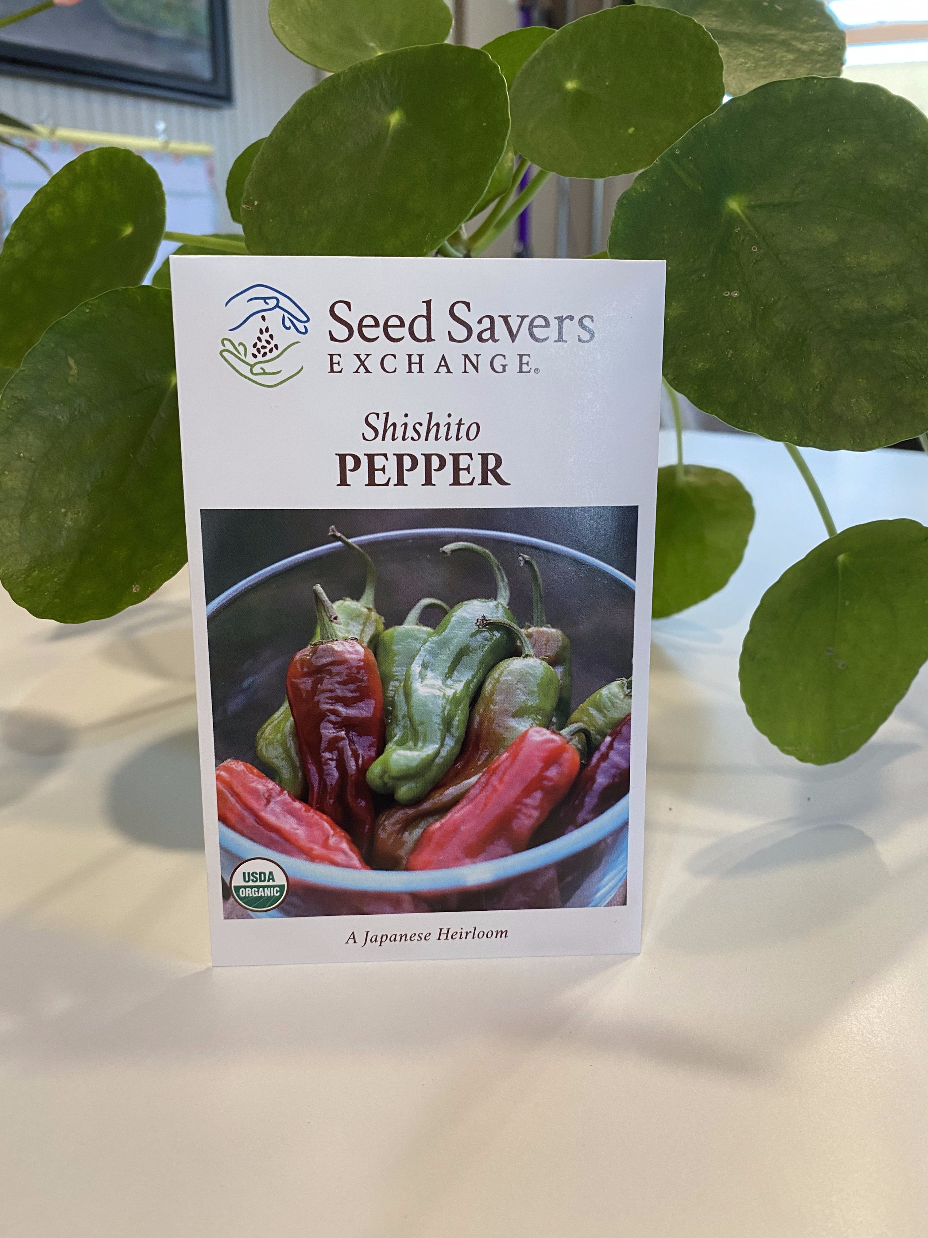 Pepper Shishito