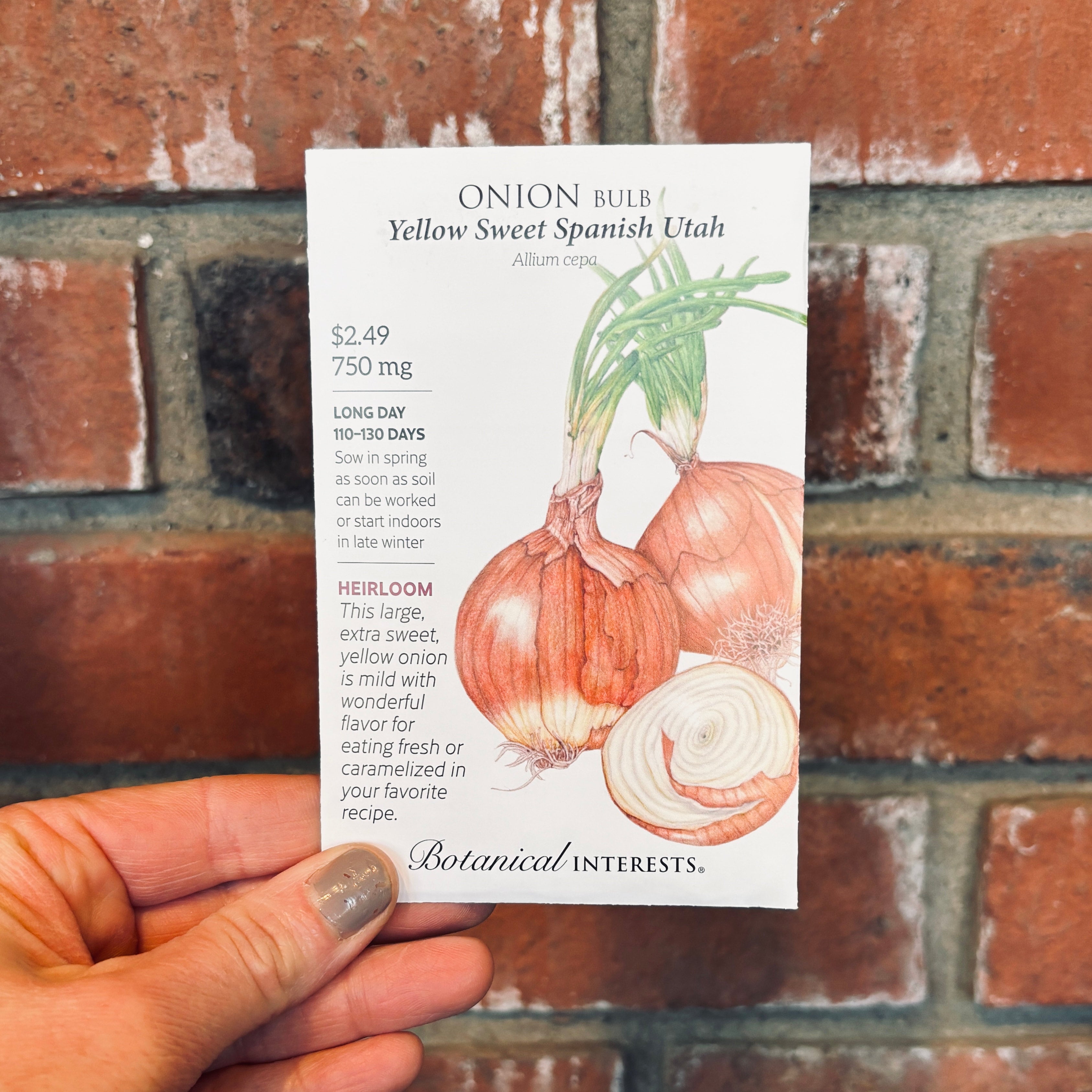 Onion Bulb Yellow Sweet Spanish Utah