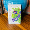 Cup And Saucer Vine Blue Cathedral Bells | Cobaea Scandens