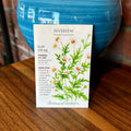 Feverfew | Tanacetum Parthenium