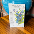 Forget-Me-Not, Victoria Blue