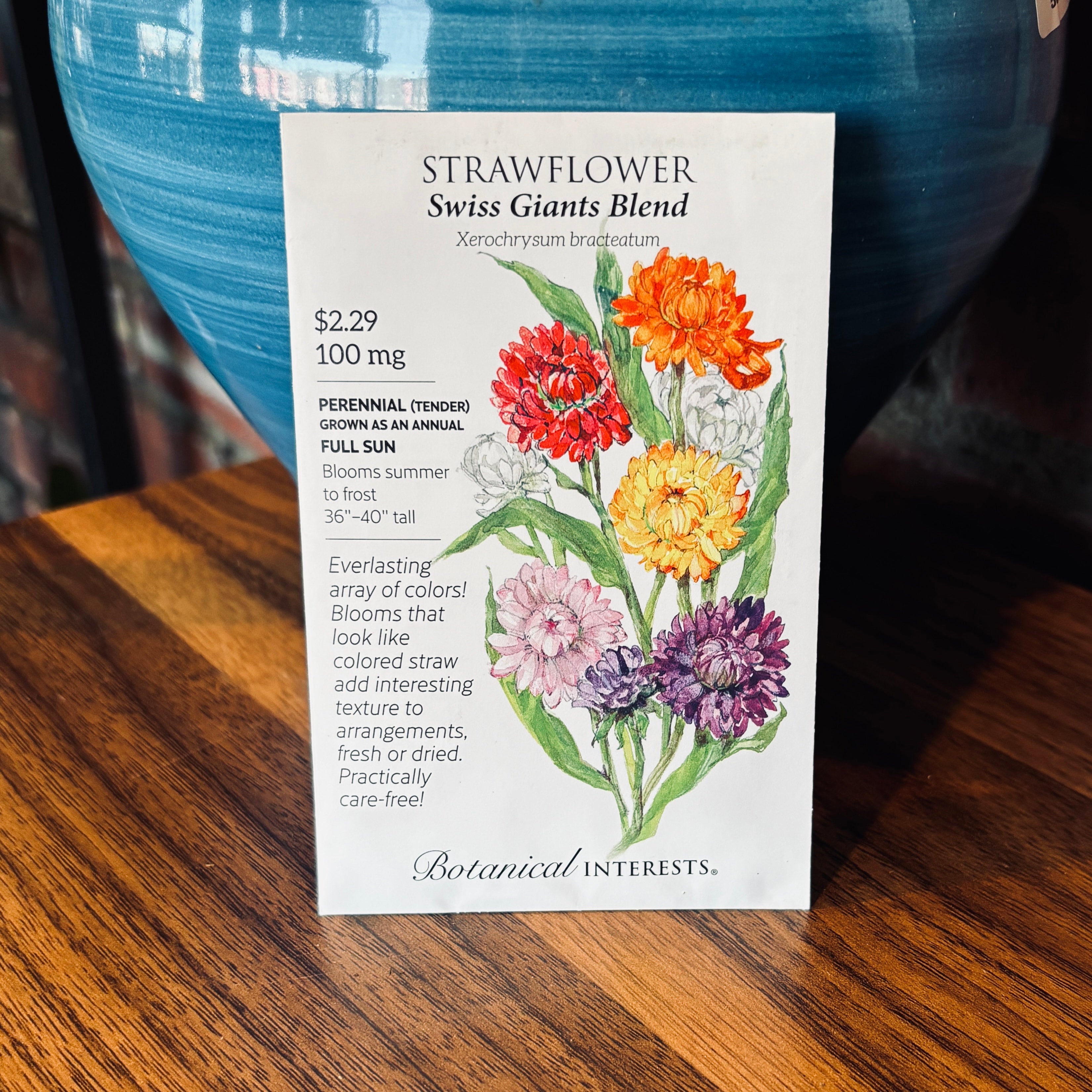 Strawflower Swiss Giant Blend