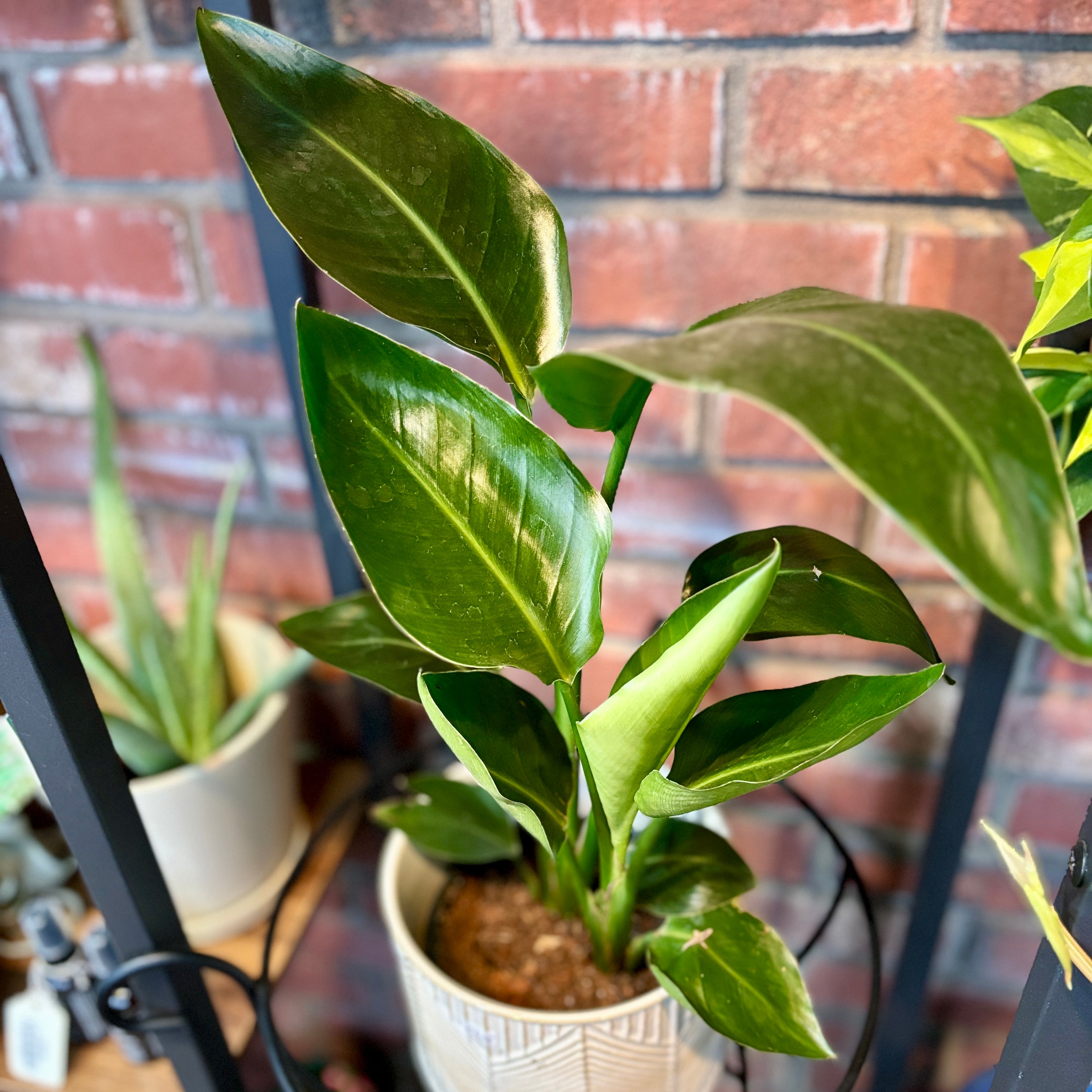 Bird Of Paradise/Strelitzia 6"