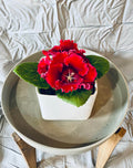 Gloxinia