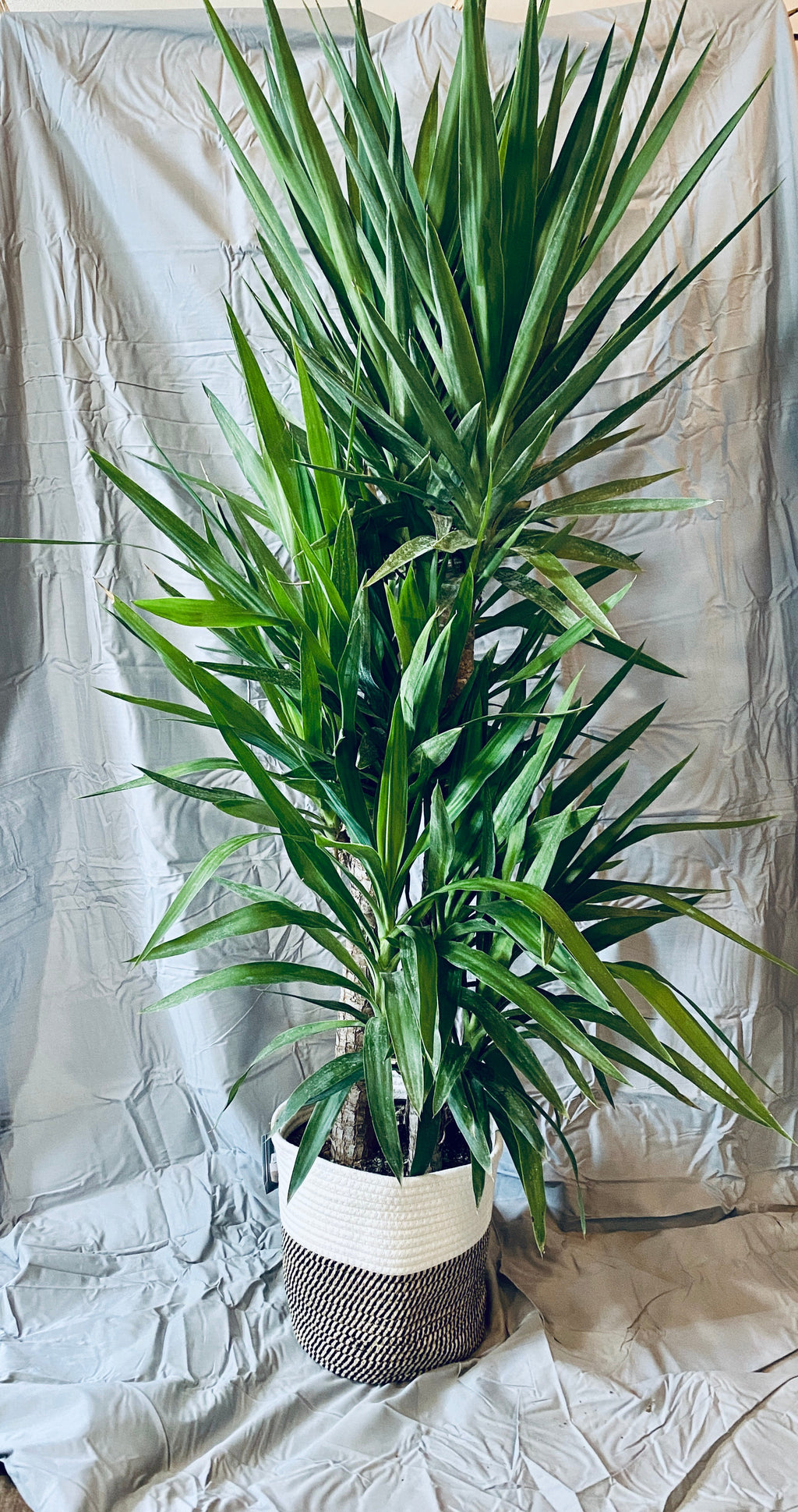 Yucca Cane