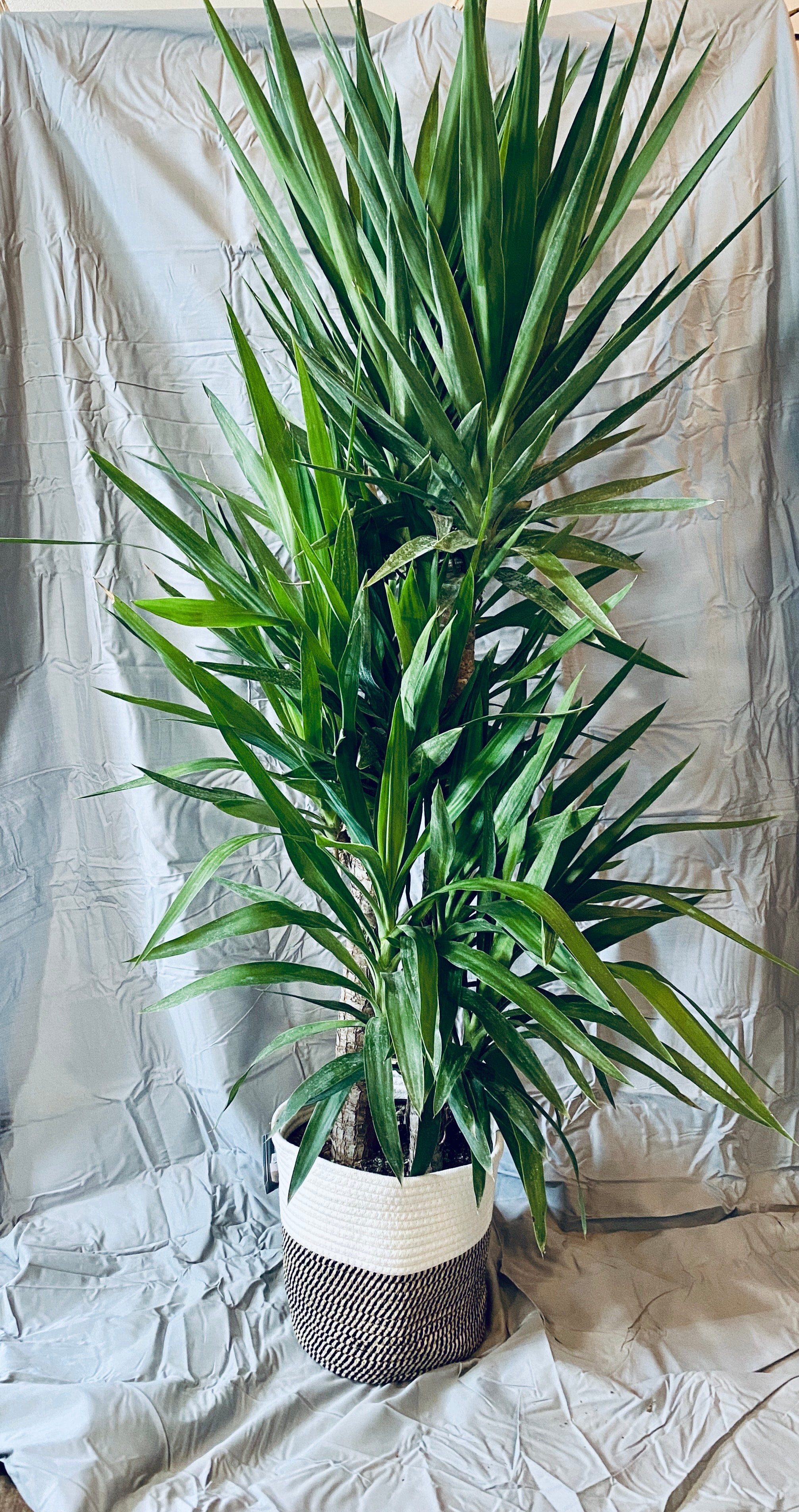 Yucca Cane
