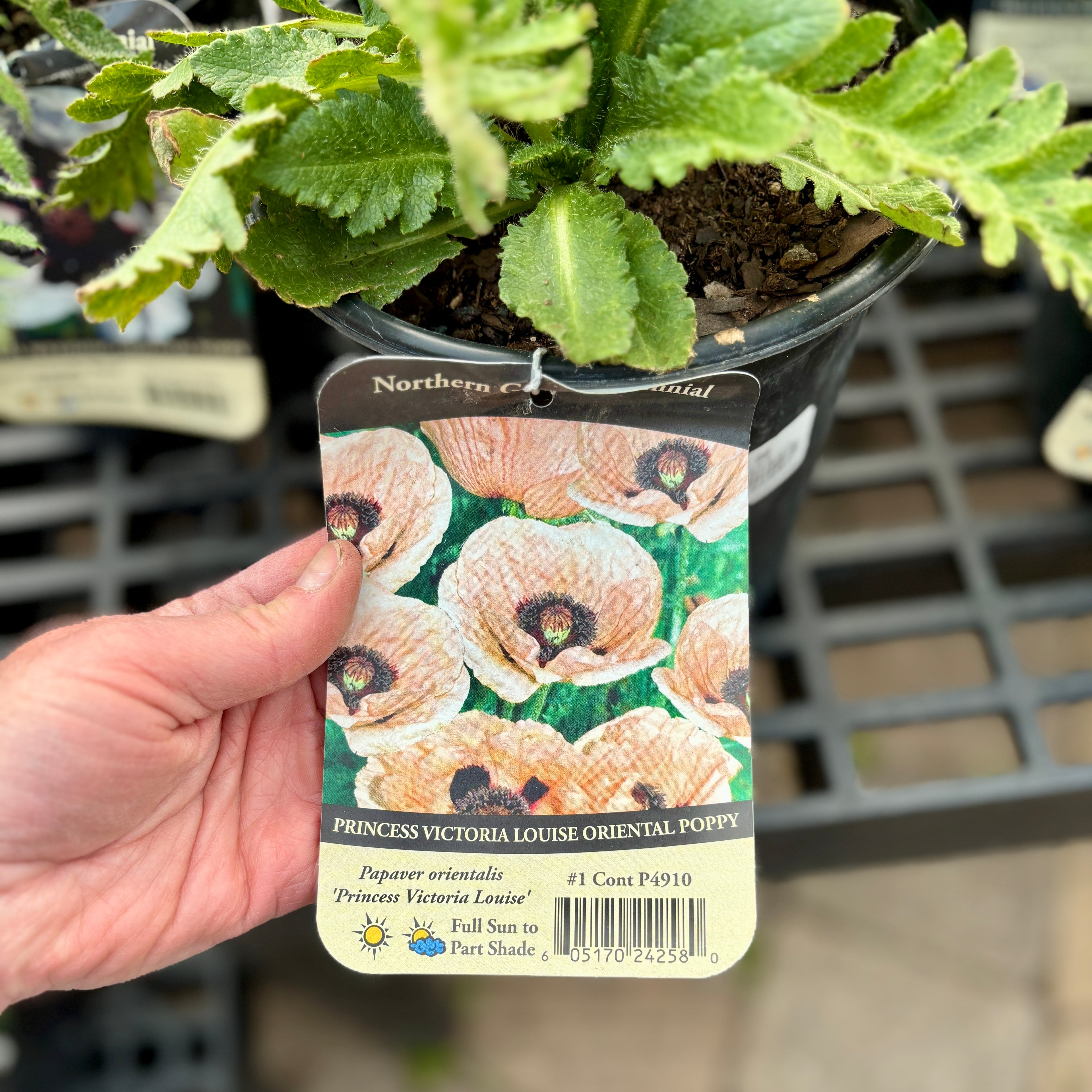 Papaver 'Princess Victoria Louise' #1 Gallon
