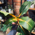 Chlorophytum Mandarin Plant 4" - 6"