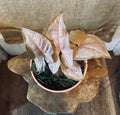 Ocean Pot Houseplant