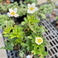 Anemone Sylvestris Snowdrop #1 Gallon