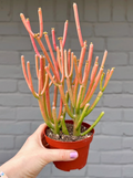 Euphorbia Tirucalli 'stick On Fire'/Pencil Cactus - 6" Fire Sticks